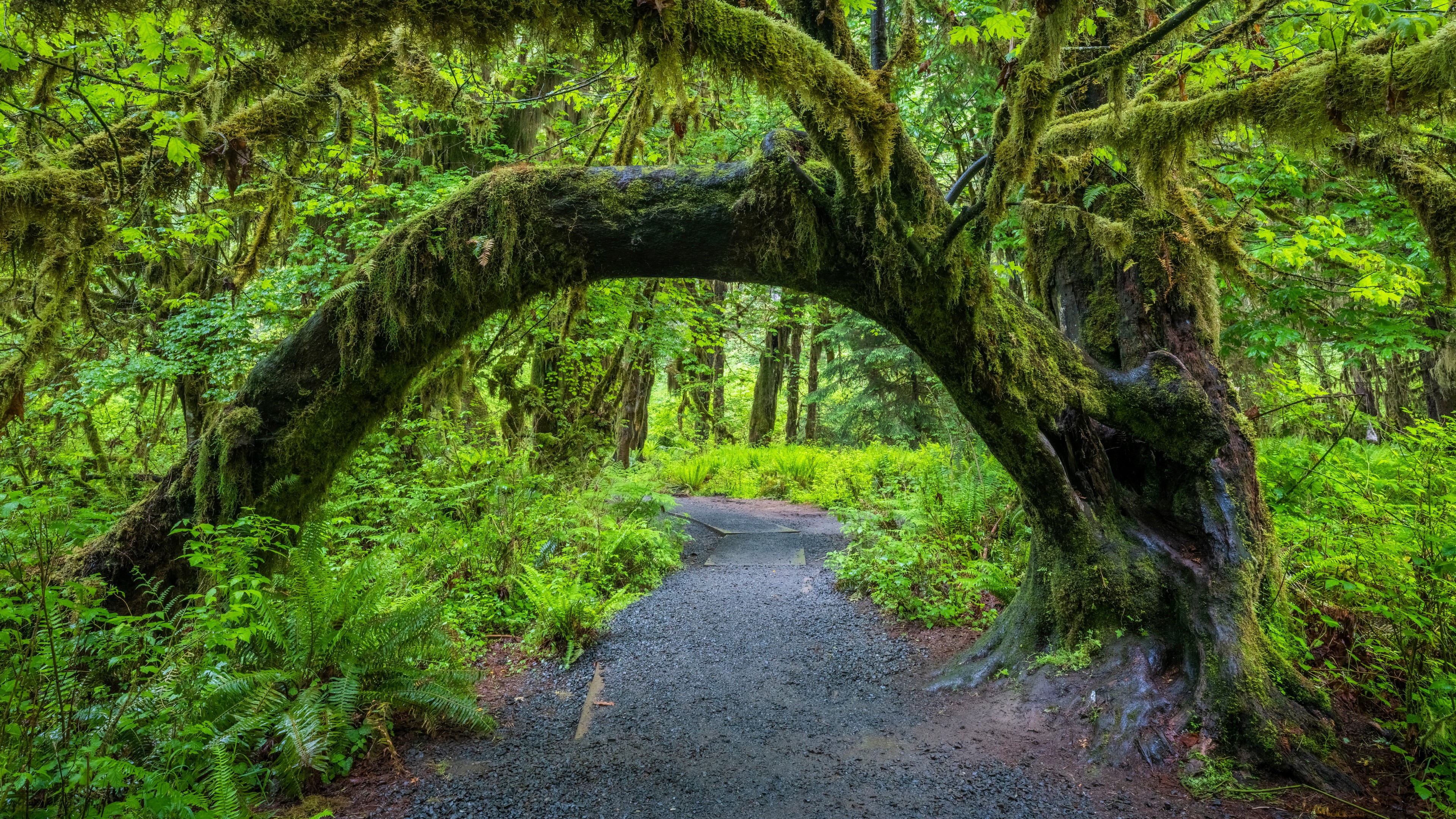 General 3840x2160 Olympic National Park USA Washington nature forest trees moss plants path