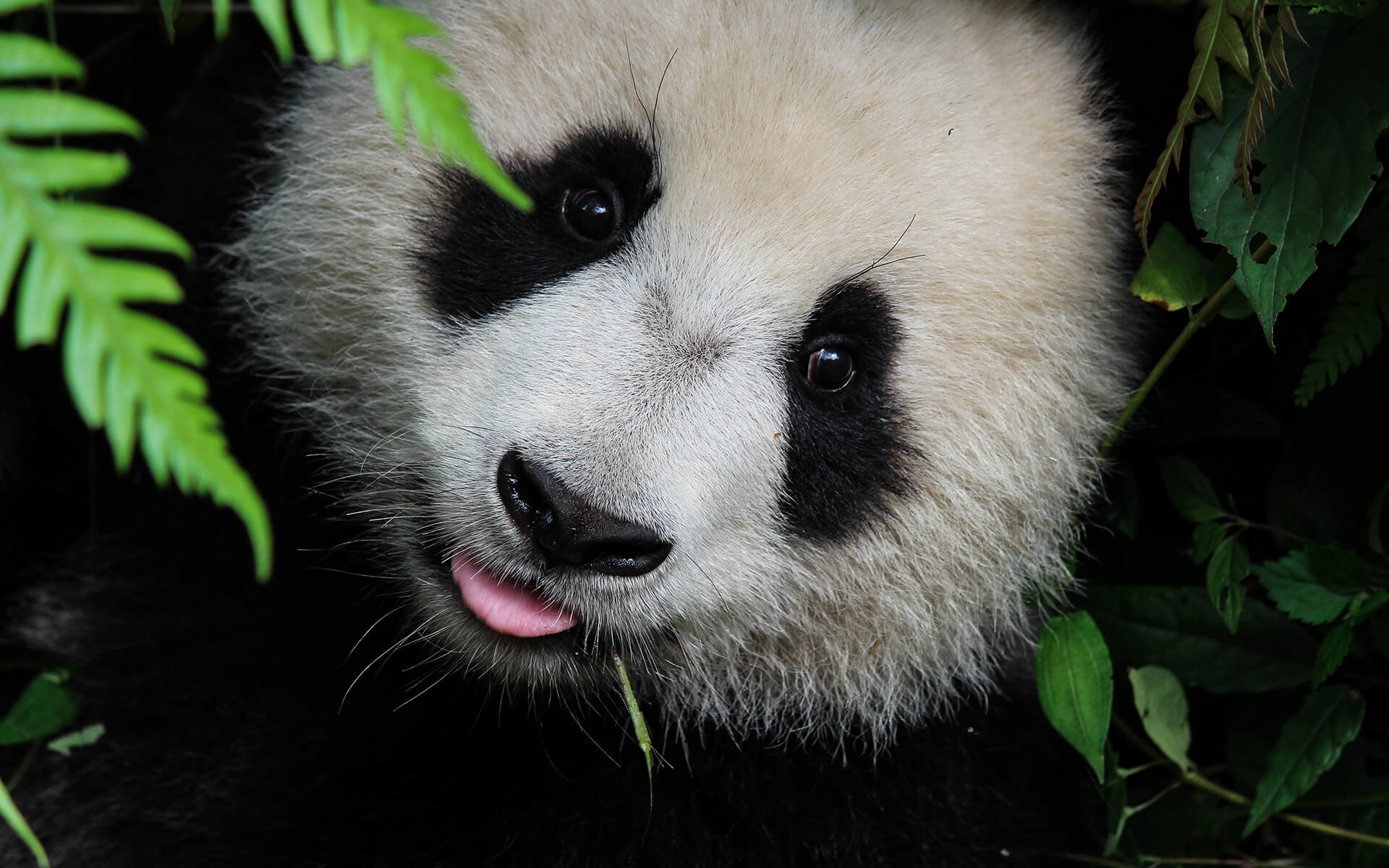 General 1920x1200 animals nature panda closeup