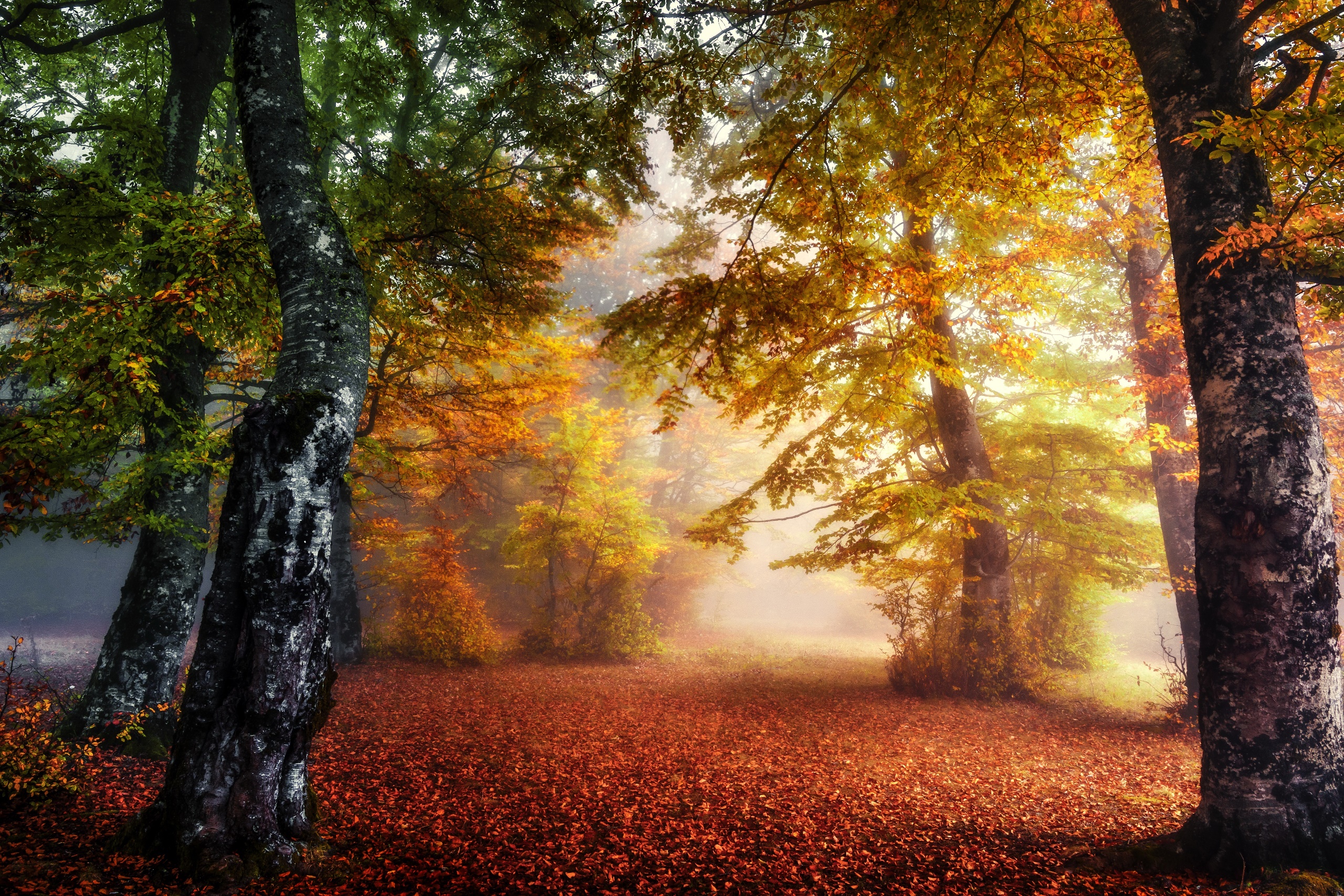 General 2560x1707 fall outdoors trees colorful