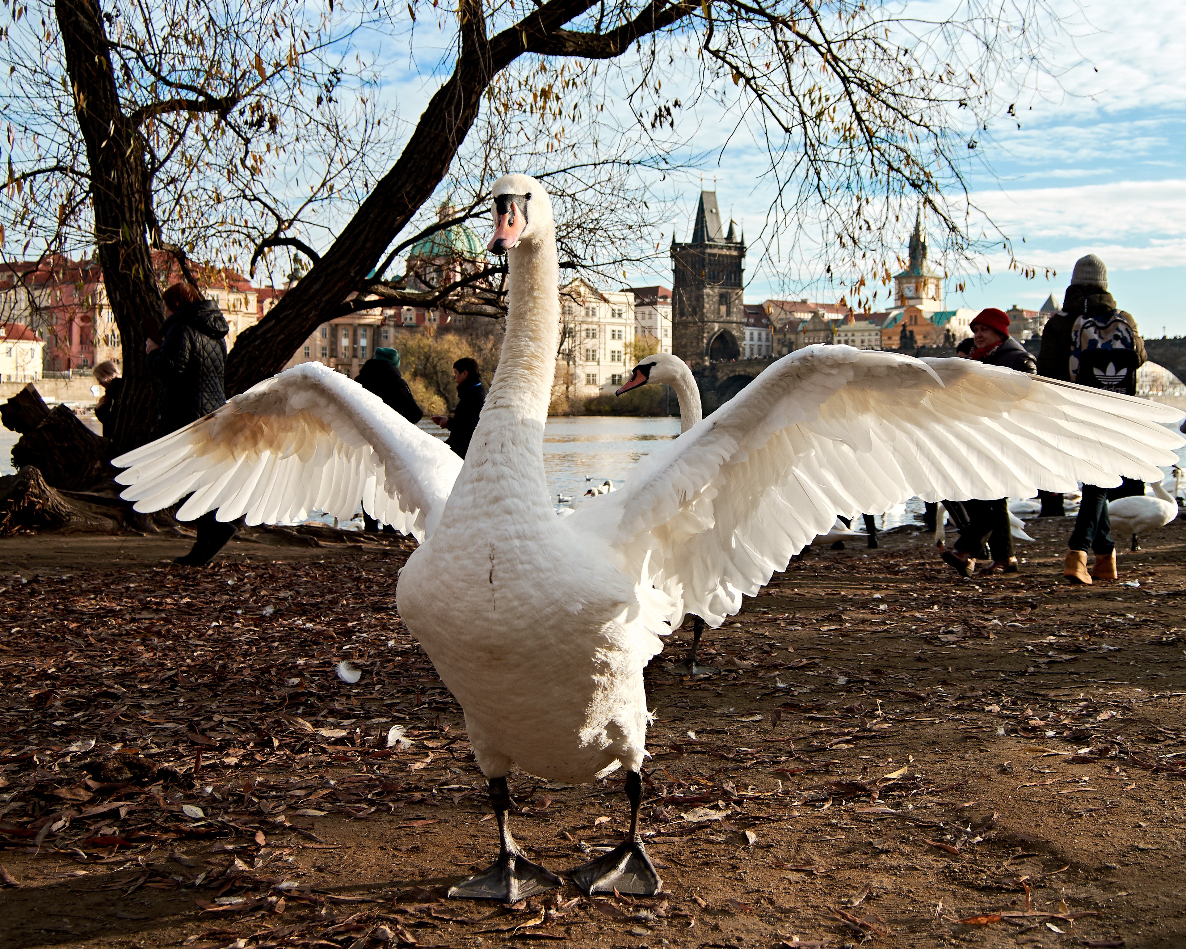 General 3840x3072 Prague swans photography Czech Republic Charles Bridge