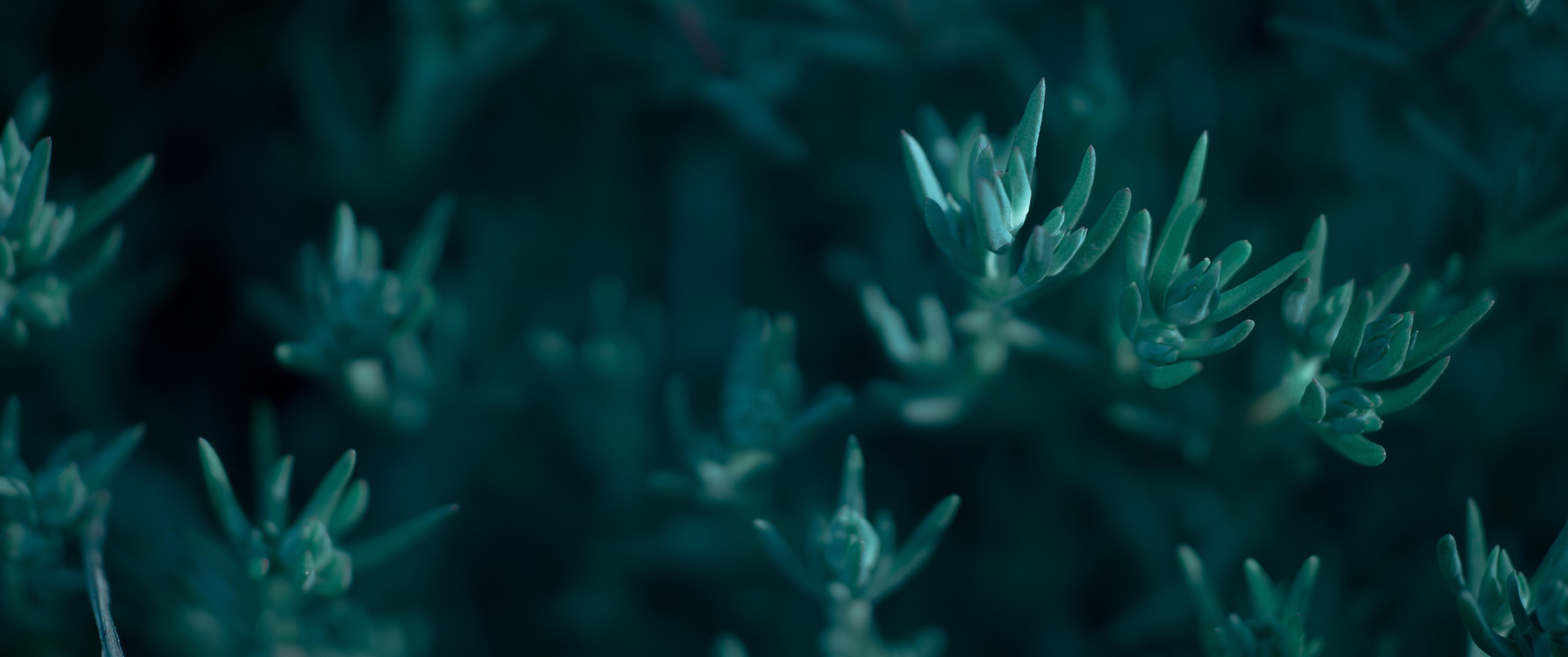 General 3440x1440 photography ultrawide plants succulent
