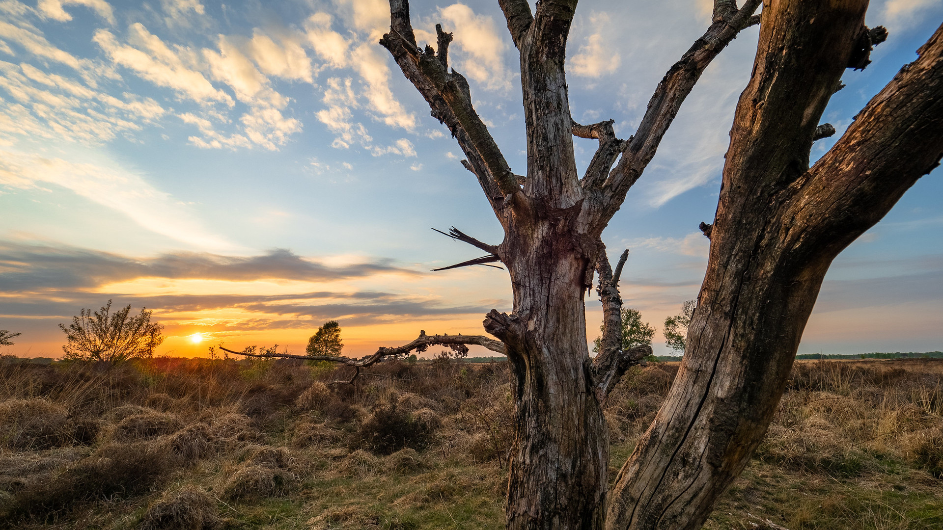 General 1920x1080 nature landscape sunset sky clouds tree trunk dry grass Netherlands dead trees