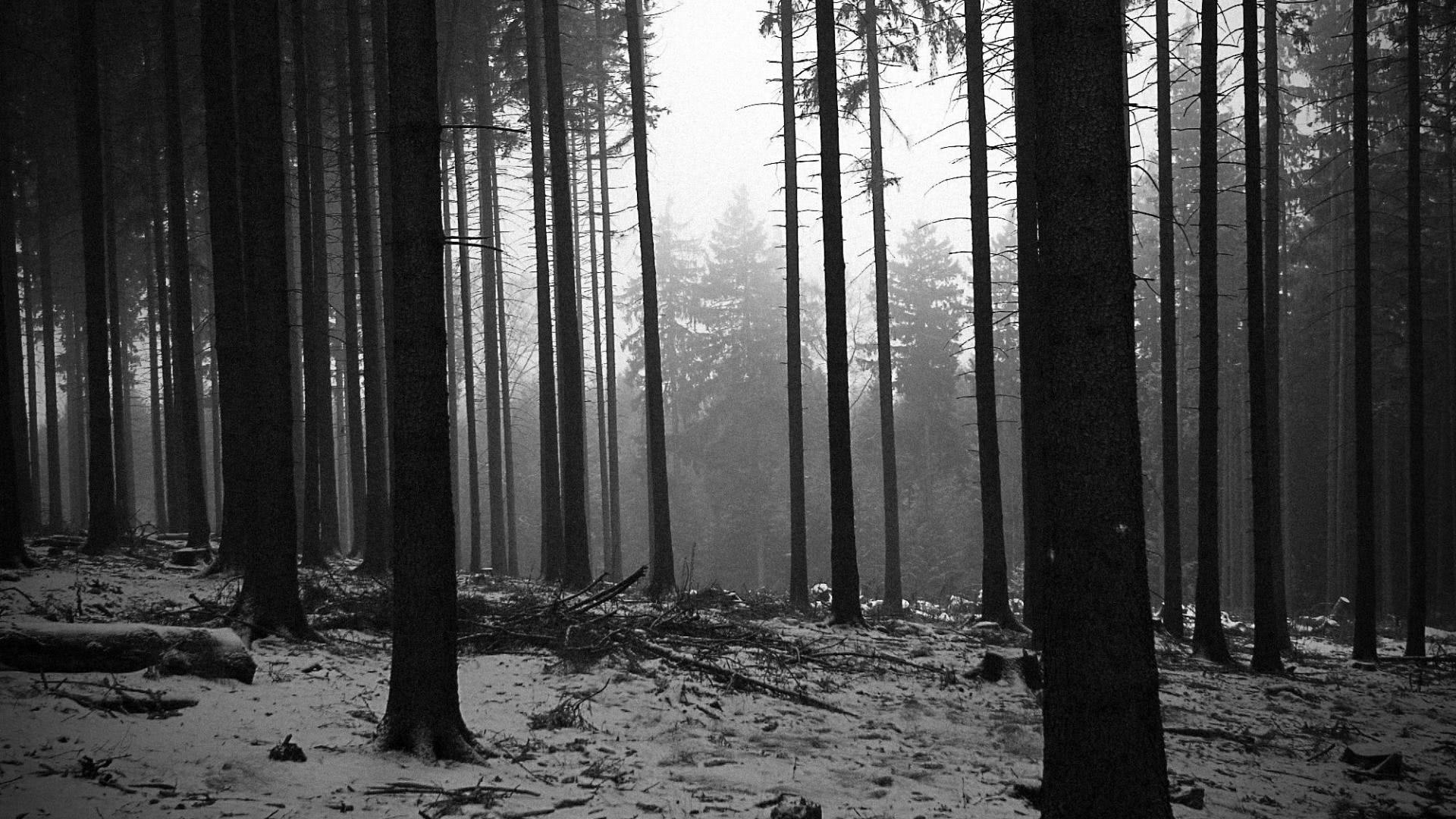 General 1920x1080 forest monochrome trees snow mist nature