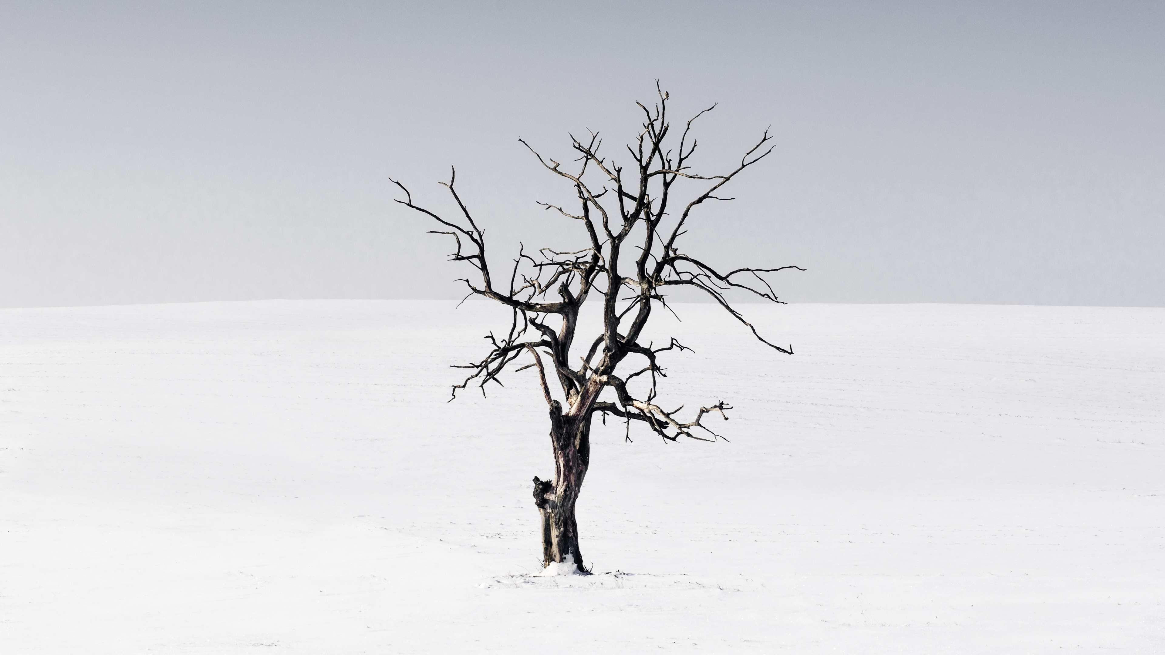 General 3840x2160 nature landscape winter snow trees clear sky horizon branch minimalism white