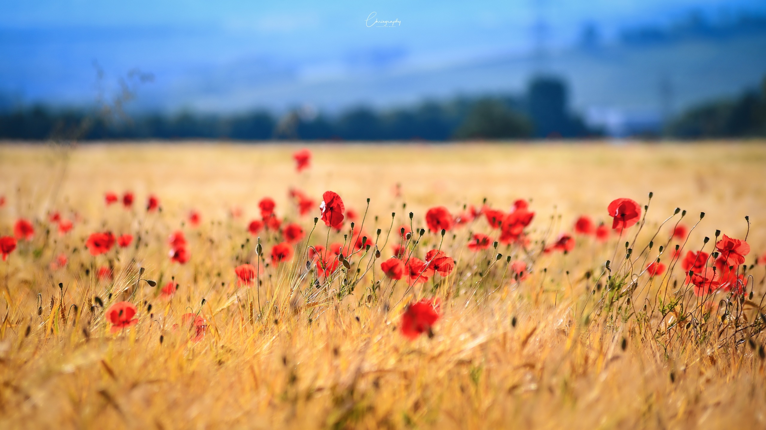 General 2560x1440 colorful flowers field outdoors plants red flowers Chrisgraphy poppies