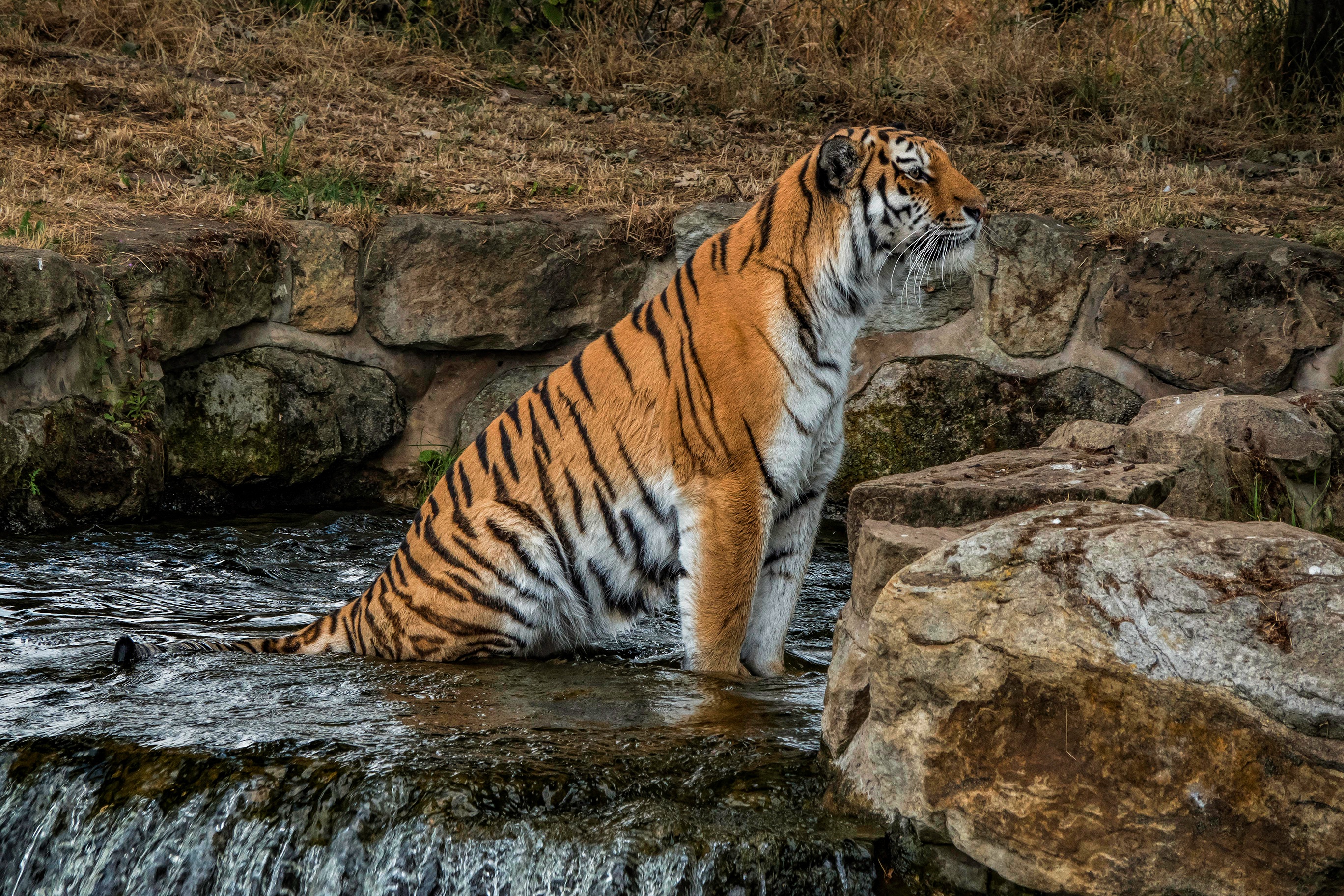 General 2736x1824 big cats animals tiger