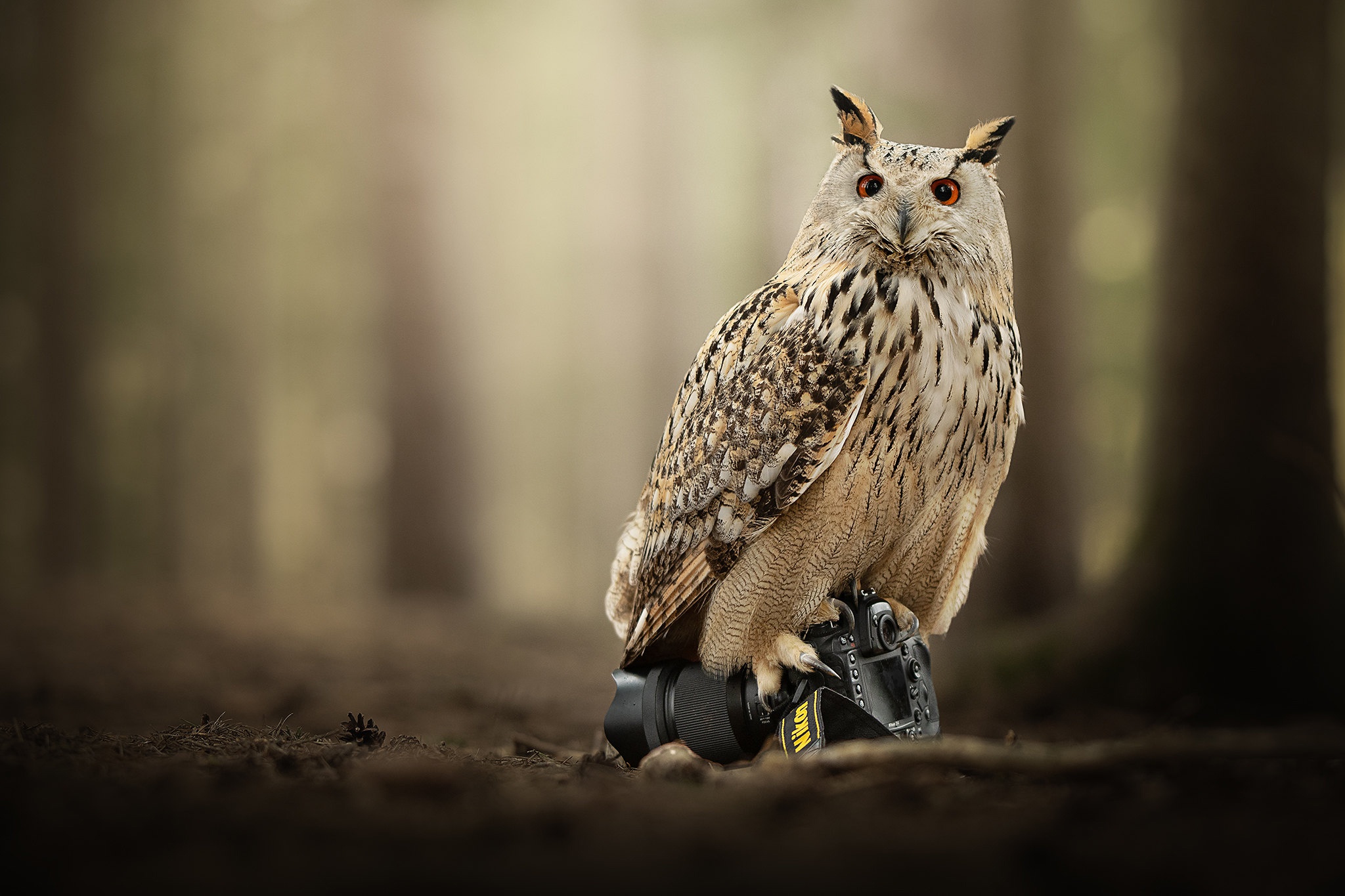General 2048x1365 owl Nikon forest animals birds