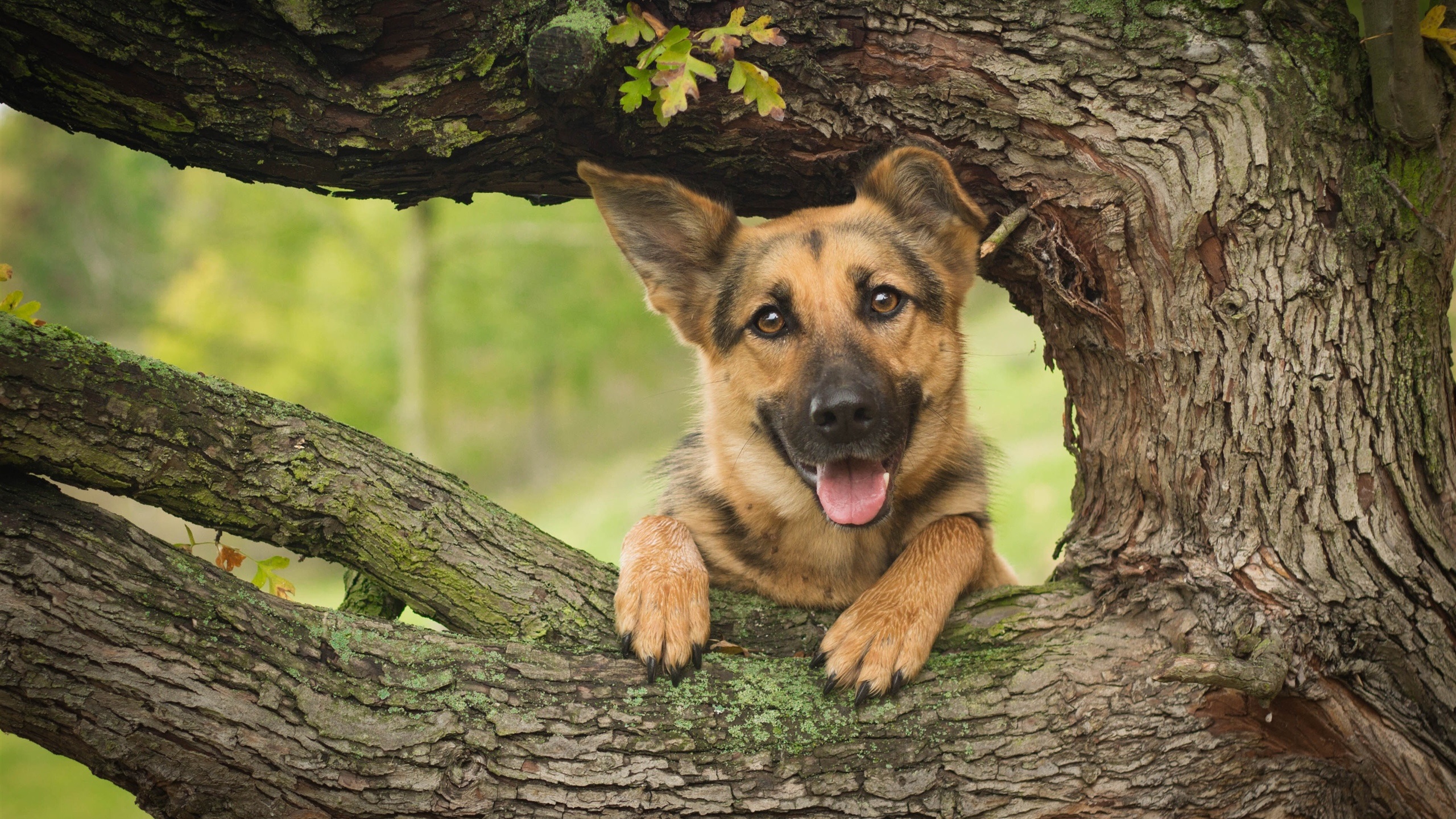 General 2560x1440 German Shepherd dog animals branch trees nature plants photography frontal view