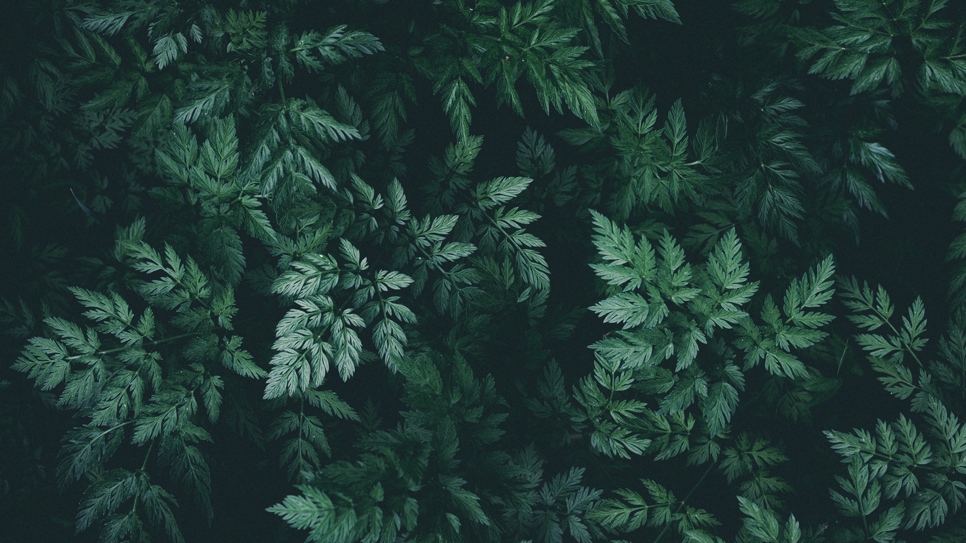 General 1920x1080 nature plants leaves