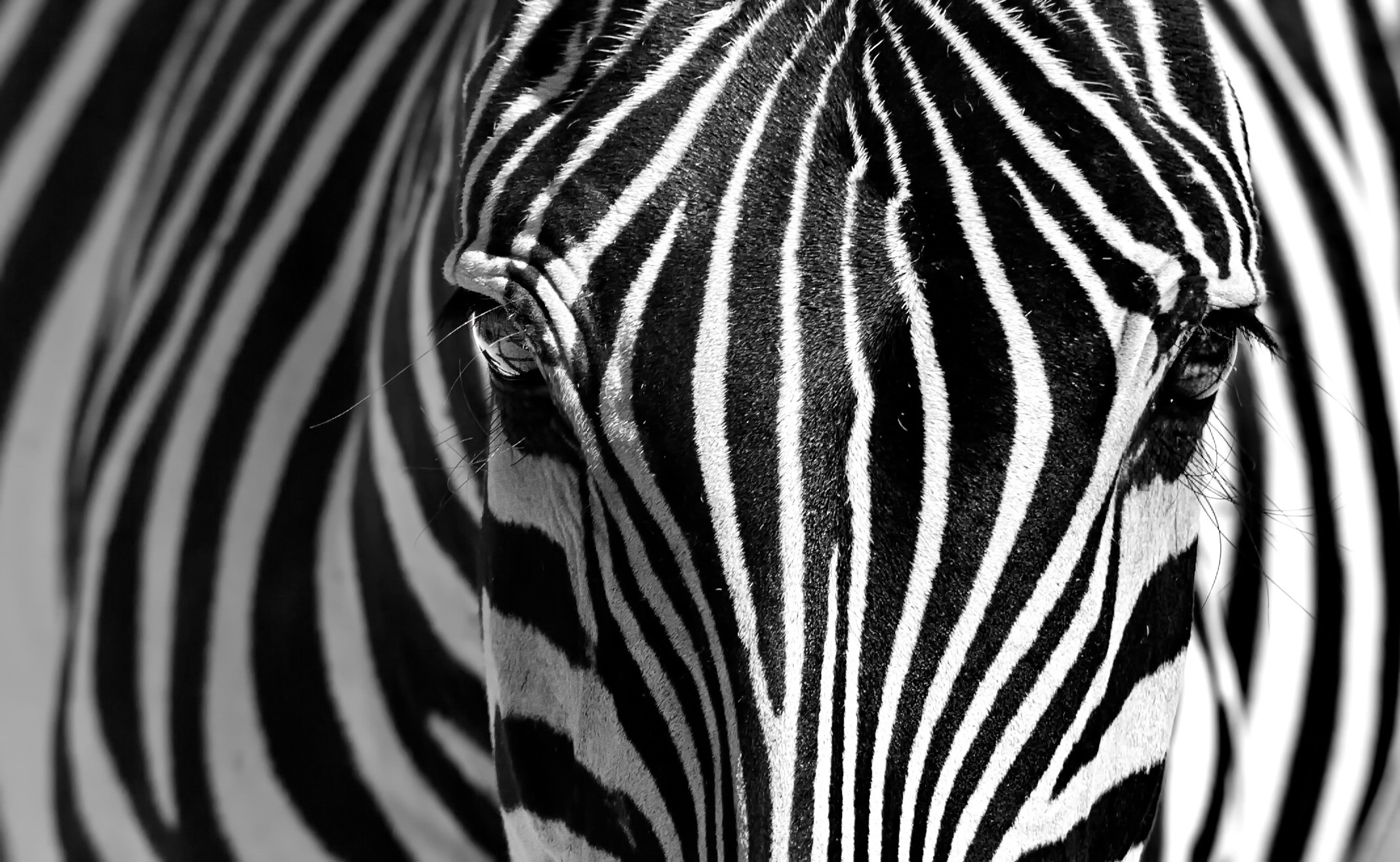 General 2135x1316 zebras animals texture mammals