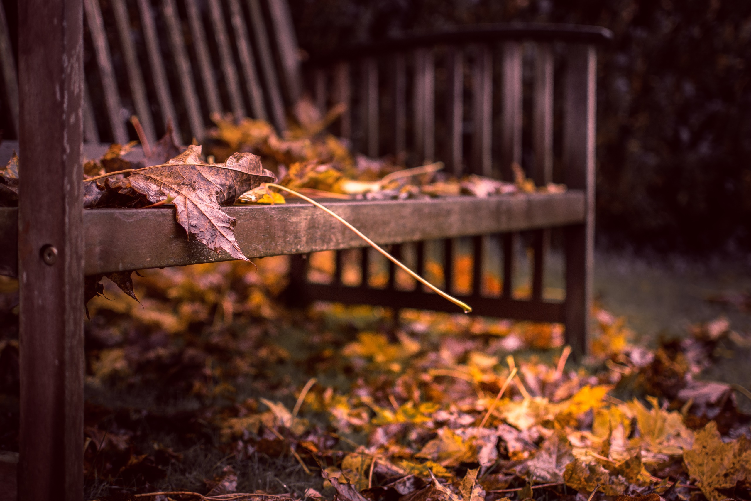 General 2560x1707 leaves bench fall