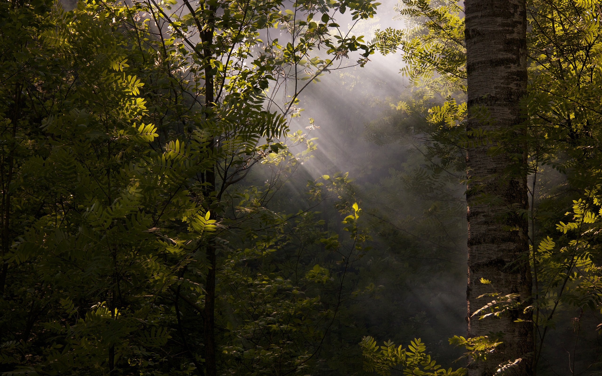 General 2560x1600 nature deep forest forest sun rays mist foliage dappled sunlight
