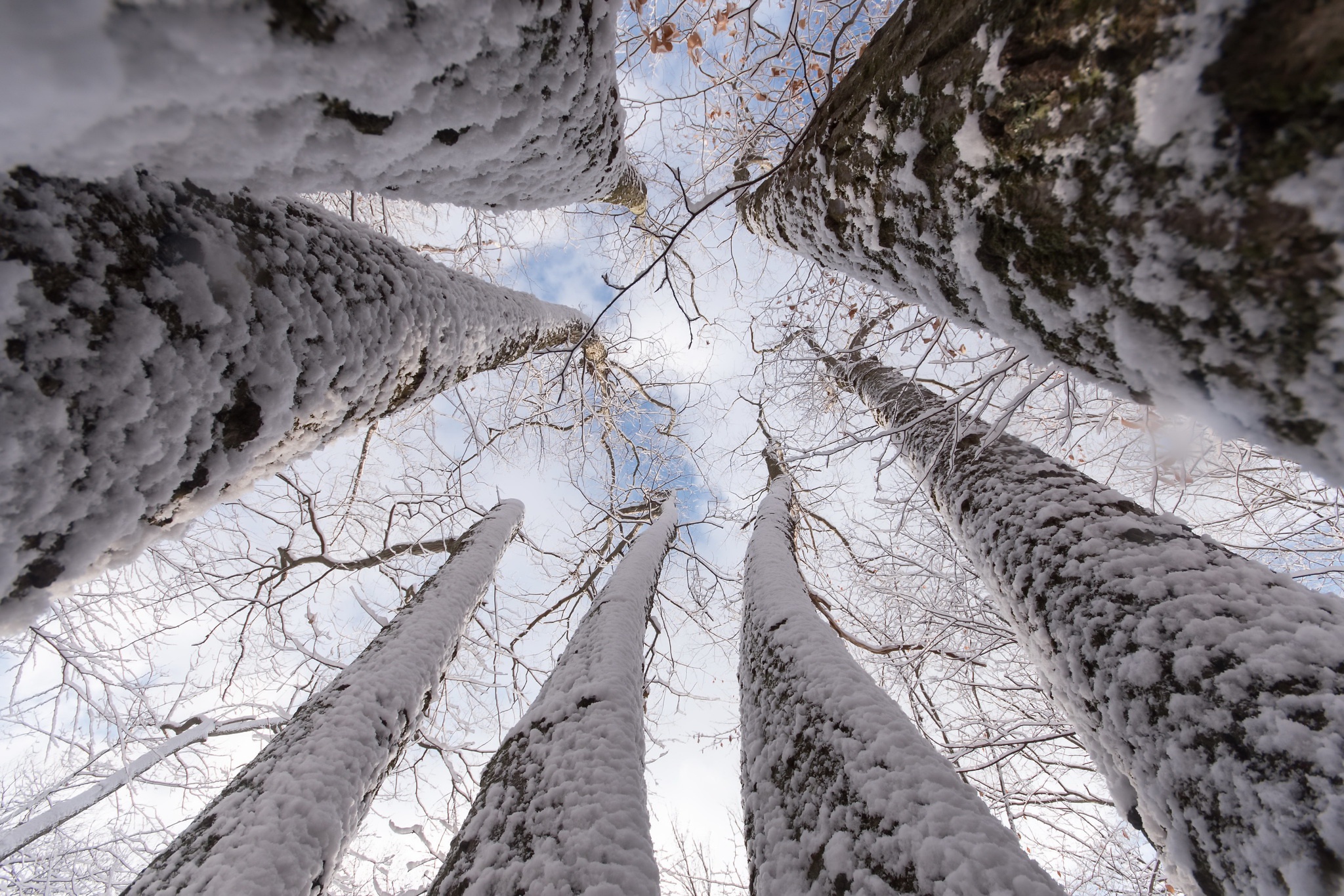 General 2048x1365 worm's eye view trees nature winter snow sky bottom view low-angle snow covered clouds branch