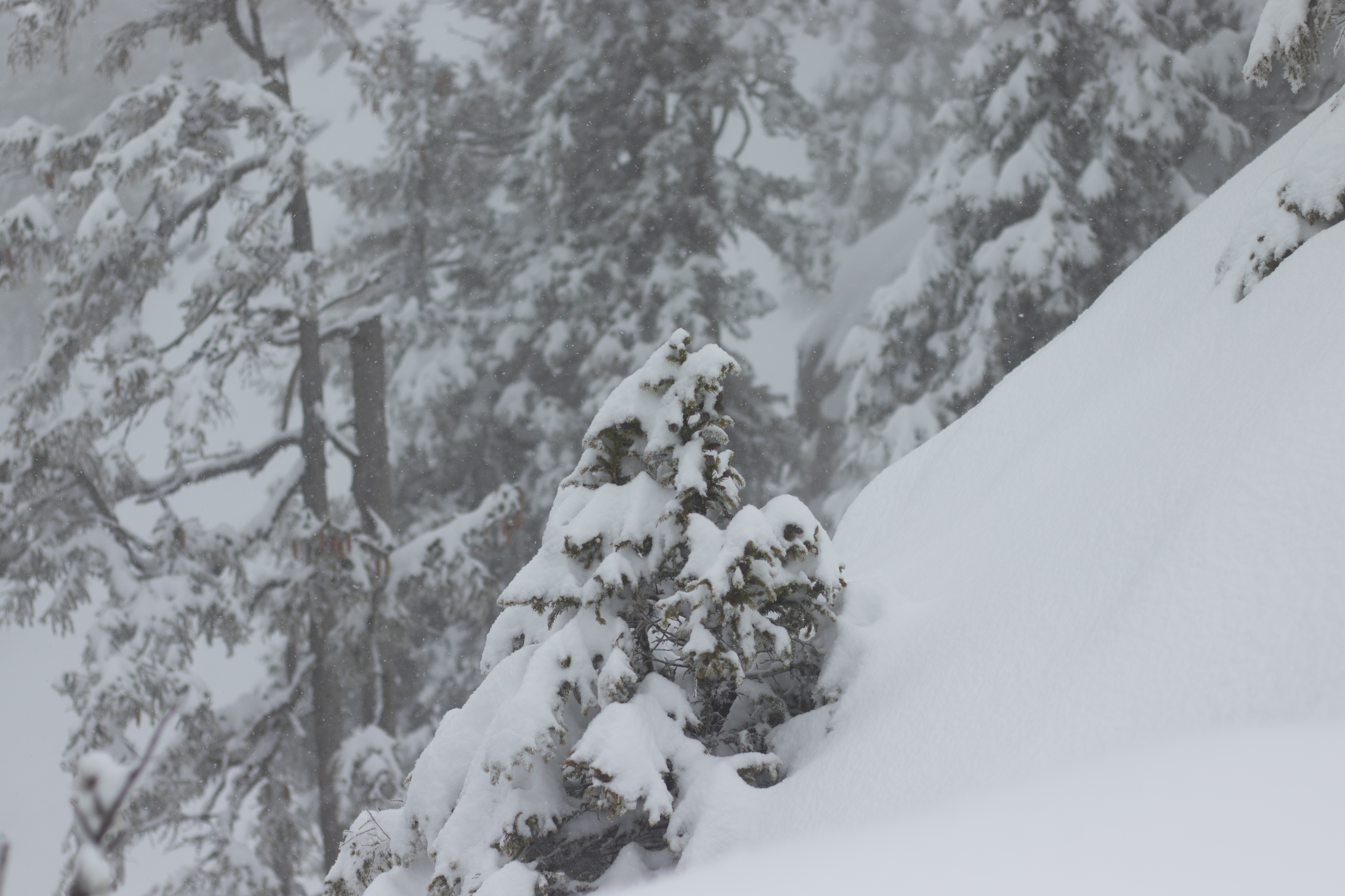 General 6000x4000 snow fir-tree landscape winter