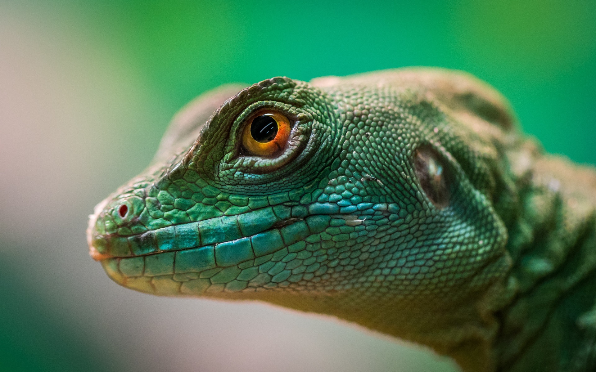 General 1920x1199 green background reptiles animals green