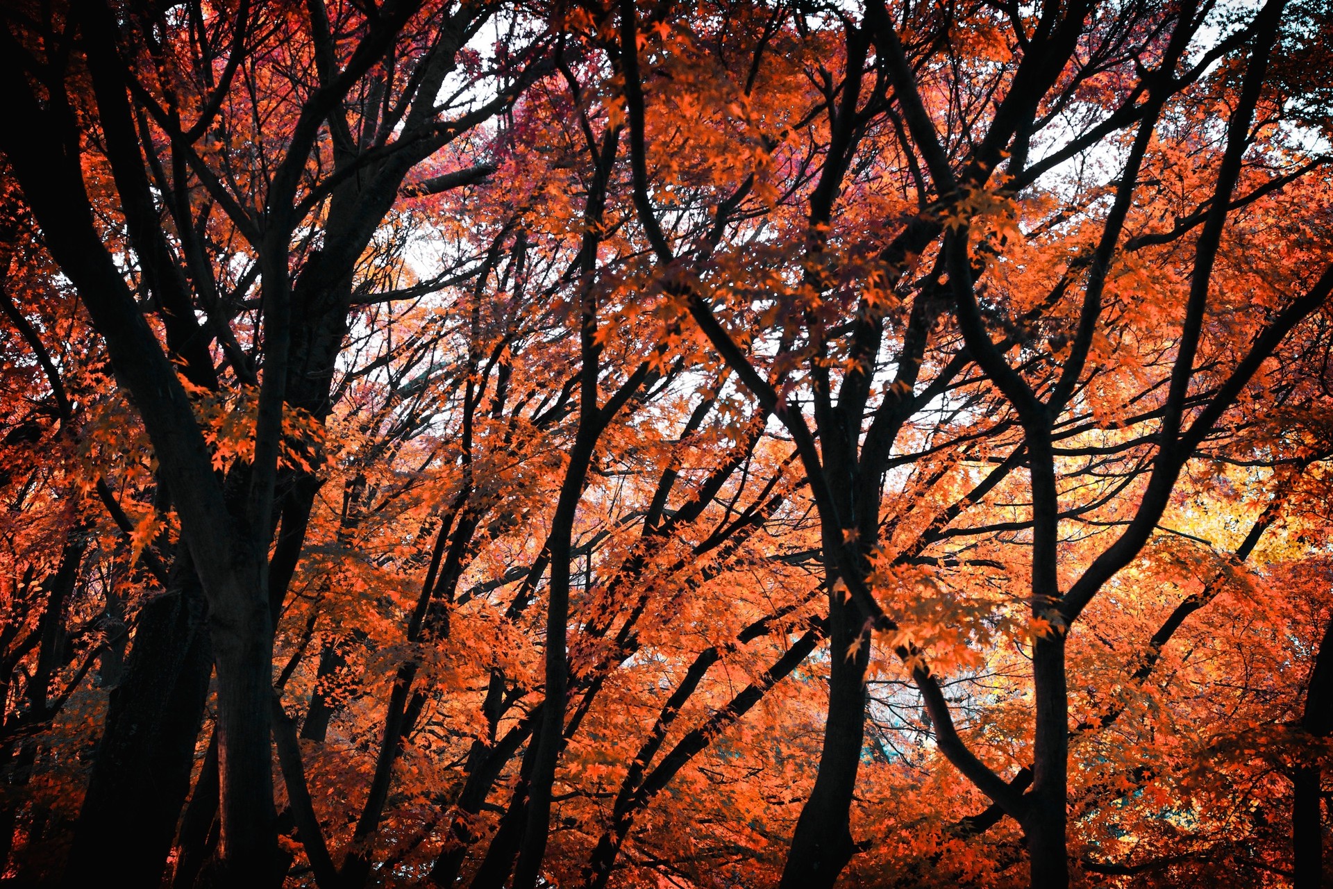 General 1920x1280 fall red leaves trees branch nature red orange forest