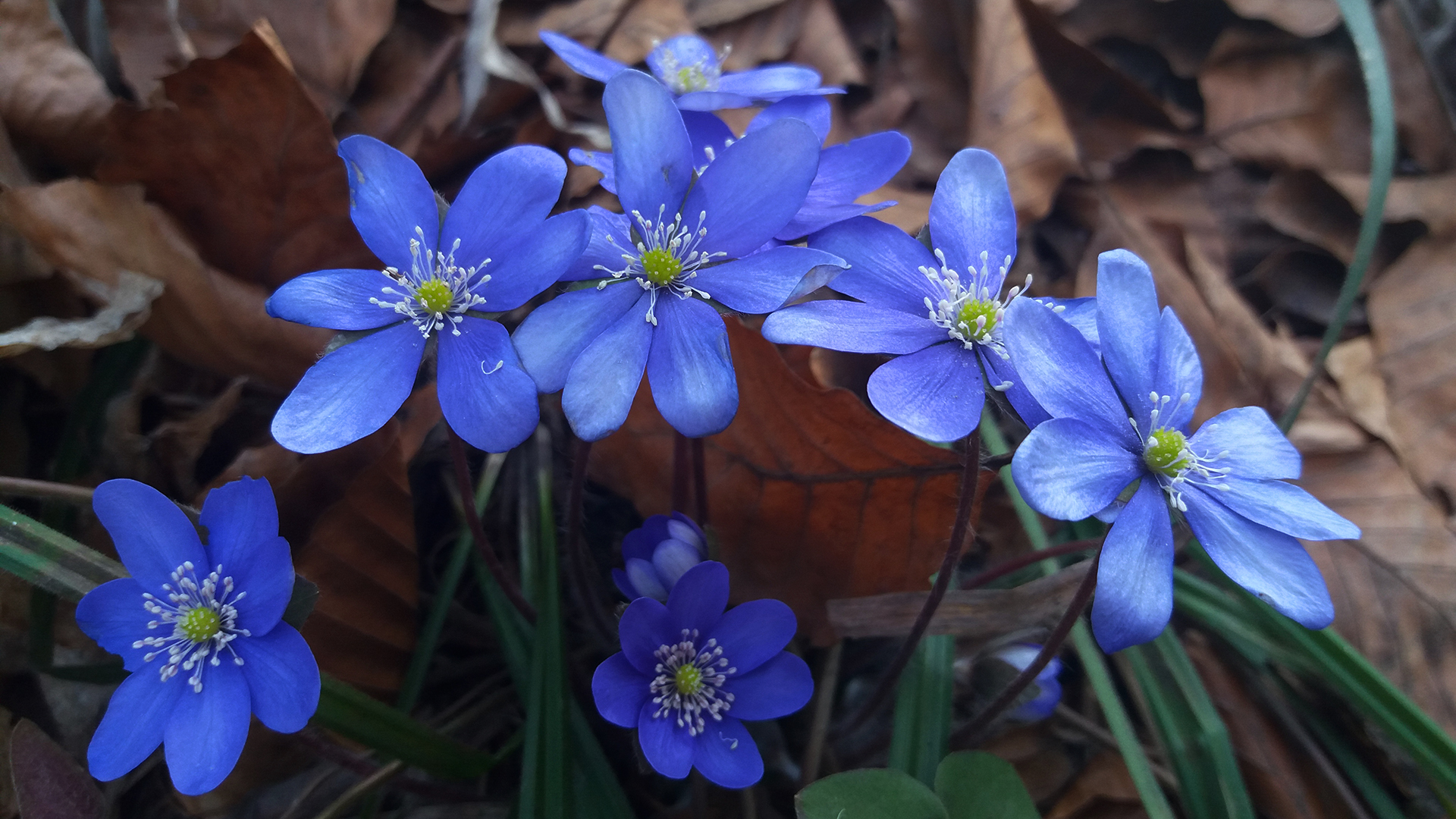 General 1920x1080 nature plants flowers blue flowers bokeh macro