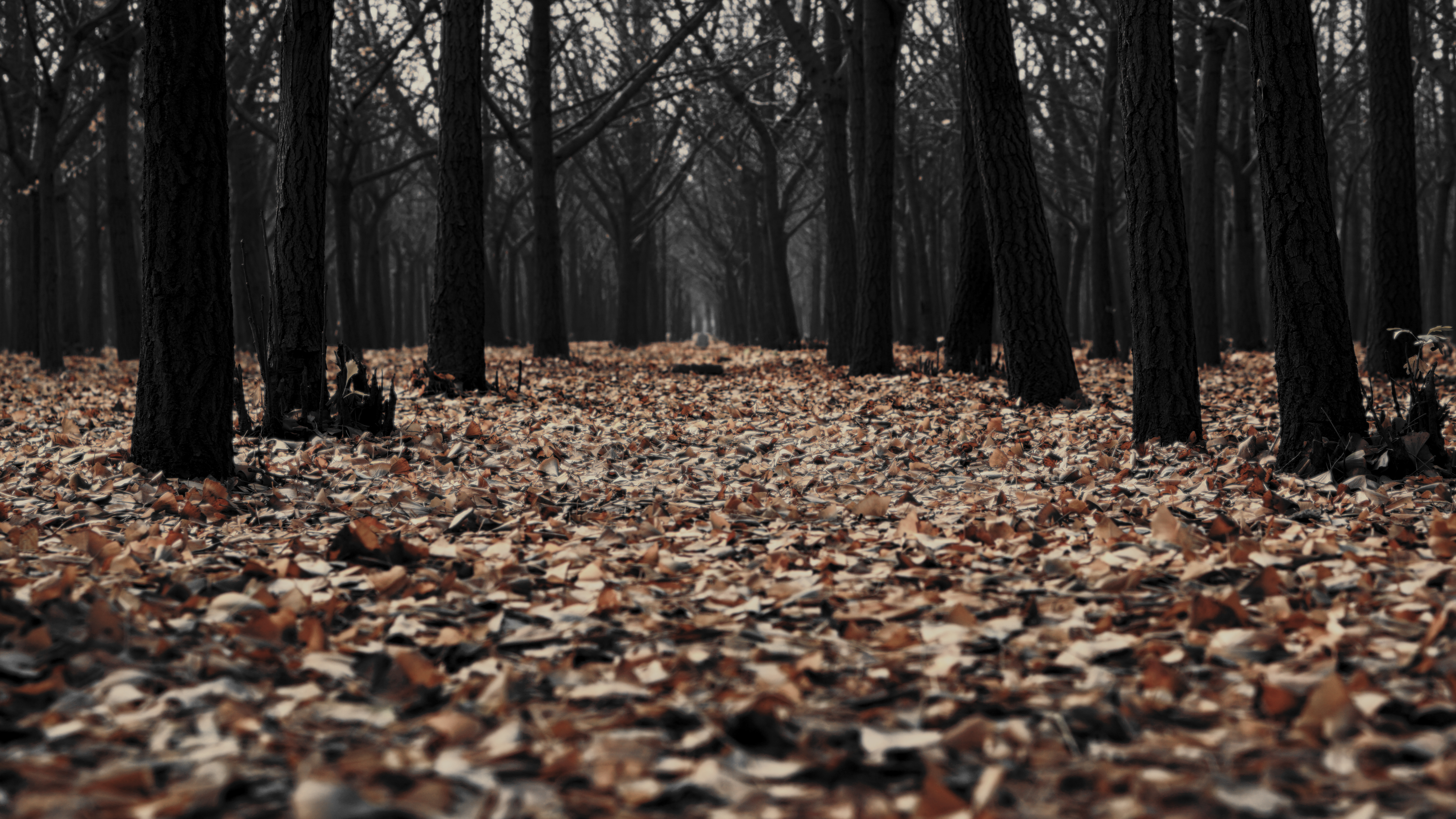 General 6000x3375 forest fall trees fallen leaves deep forest edit eerie