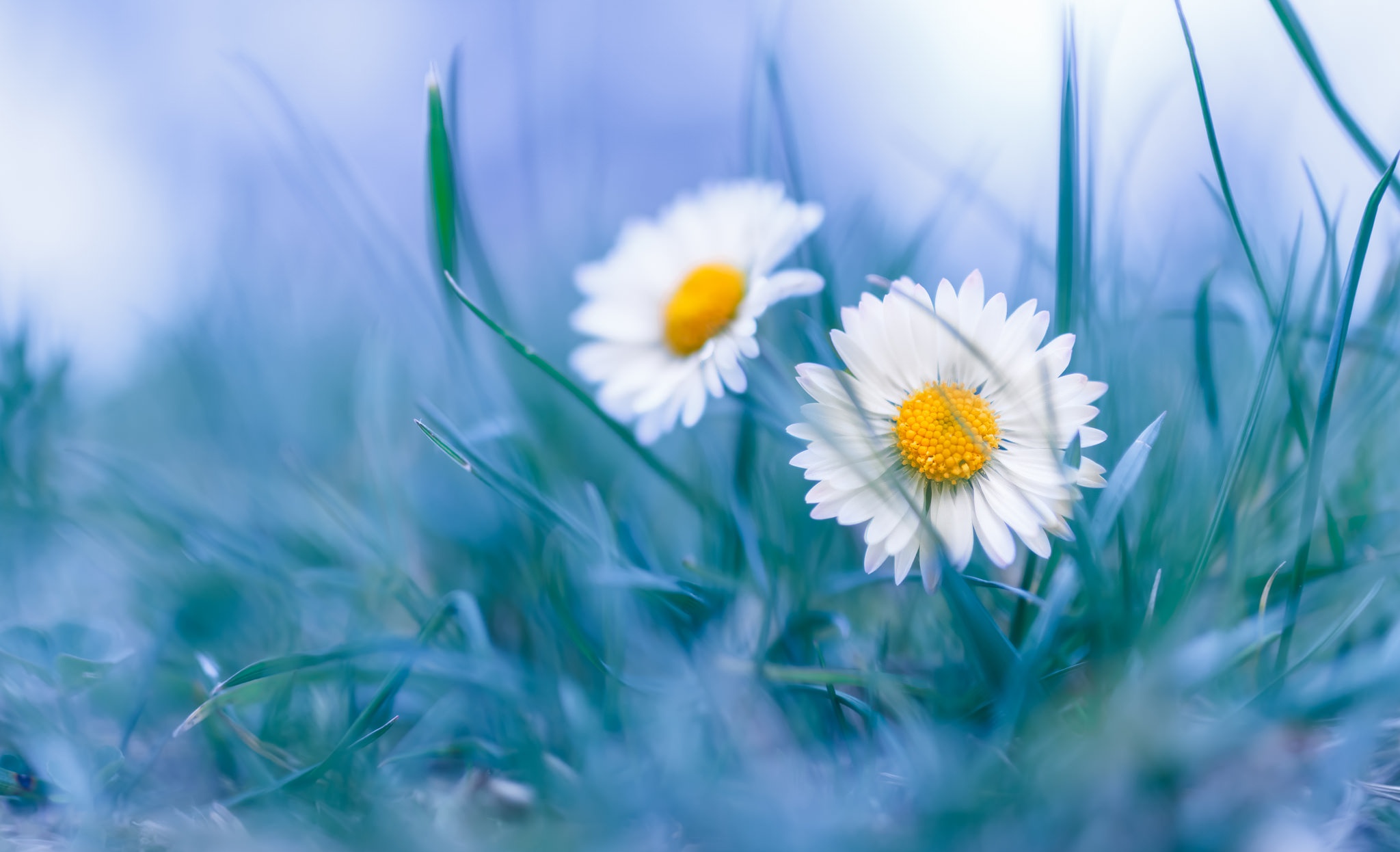 General 2048x1246 daisies flowers plants white flowers