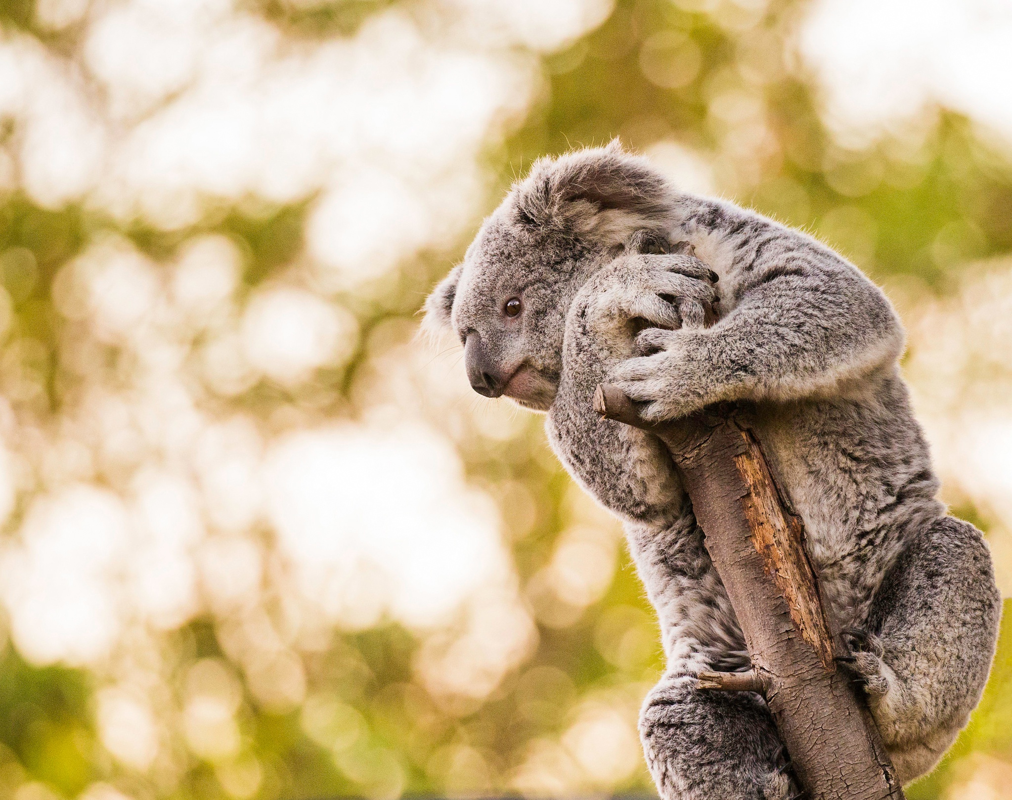 General 2047x1618 koalas animals mammals closeup