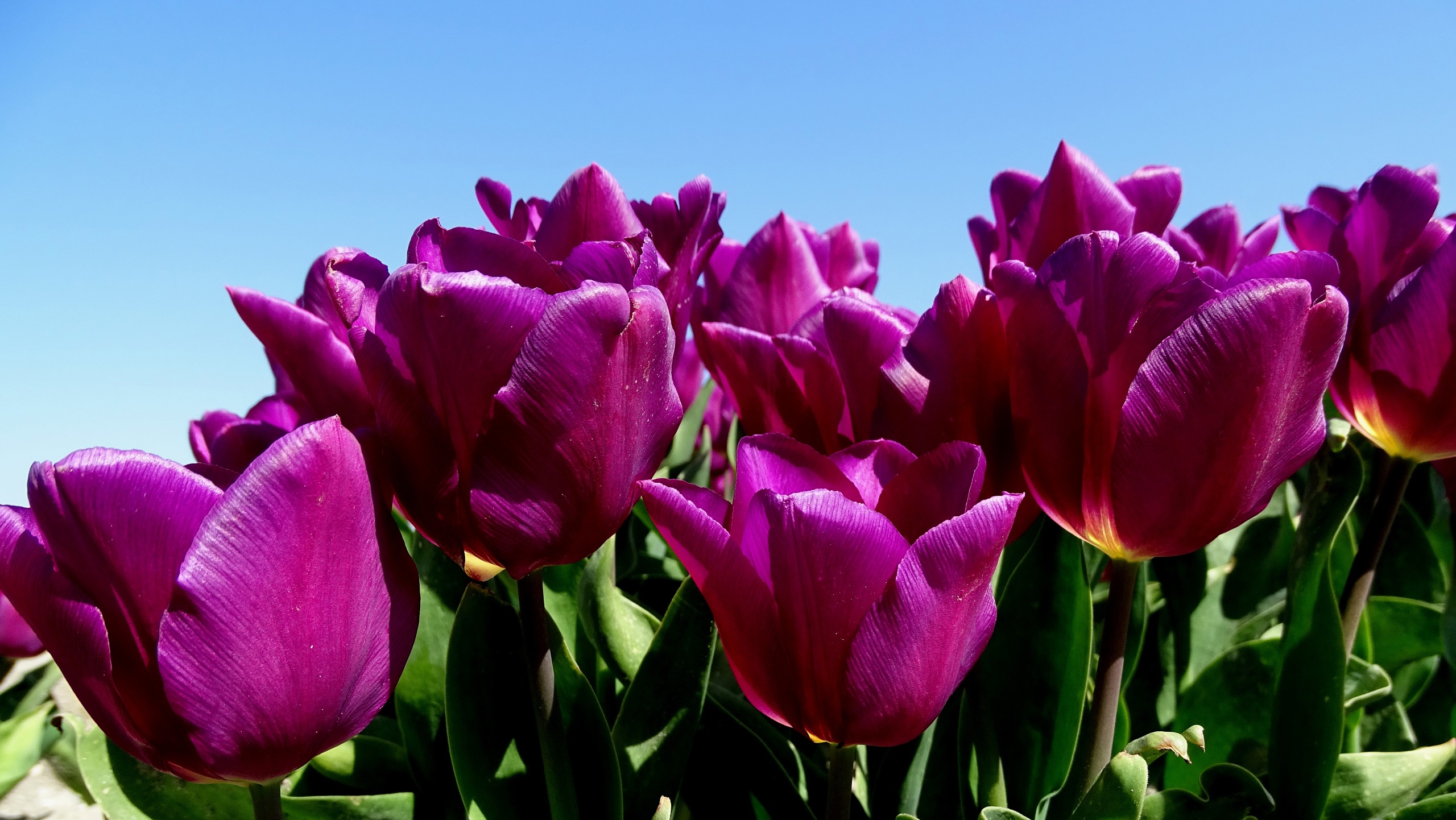 General 2560x1442 purple flowers flowers plants tulips closeup