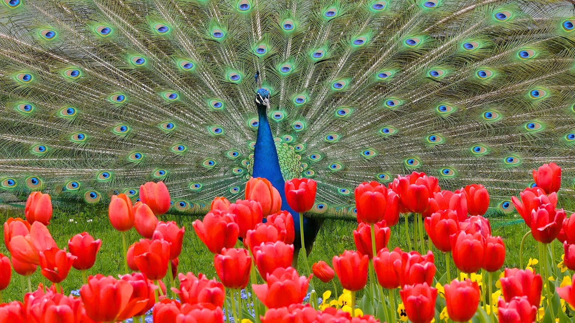 General 1920x1080 nature animals peacocks feathers flowers red flowers tulips grass birds