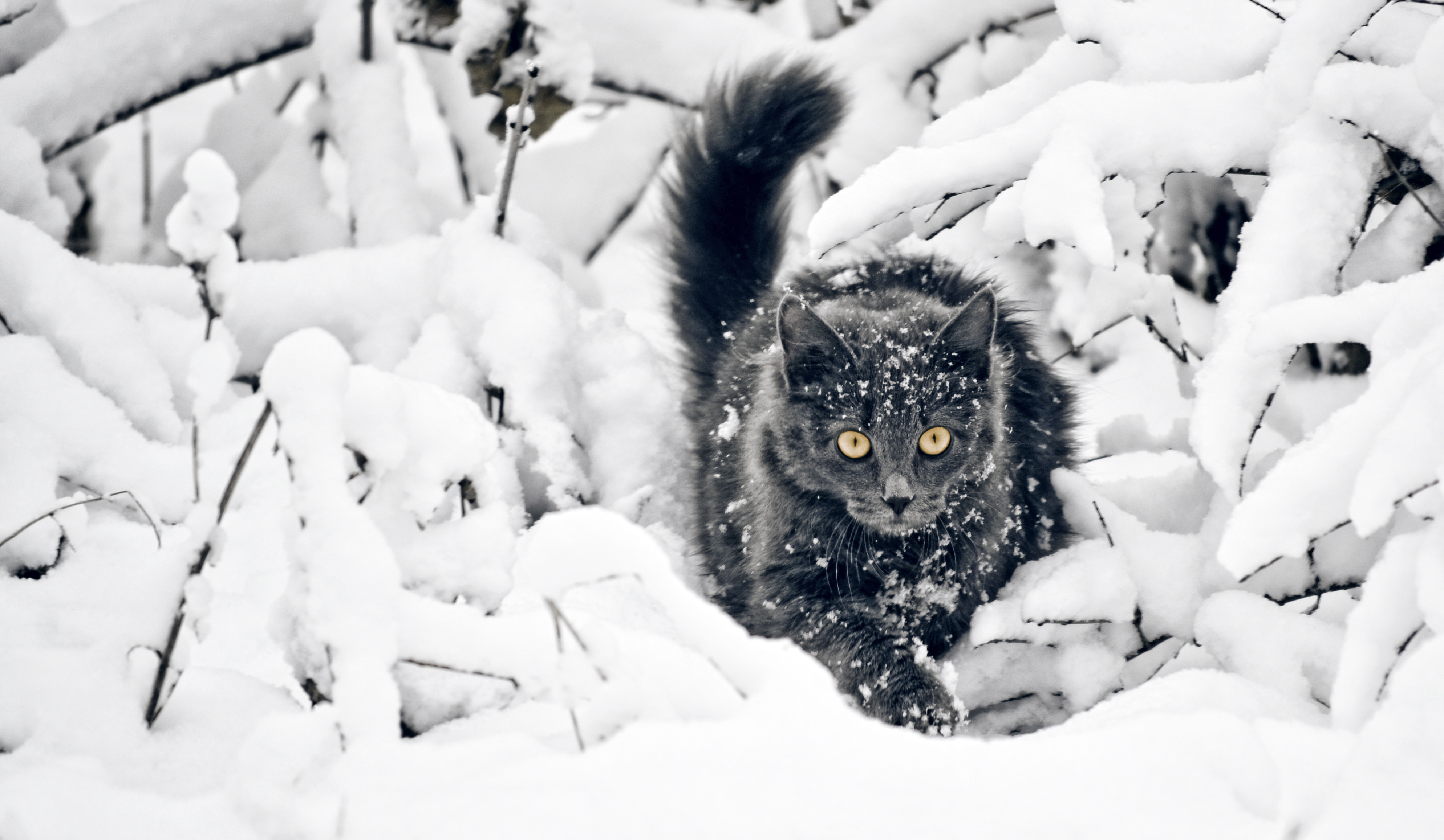 General 3976x2315 cats snow animals nature