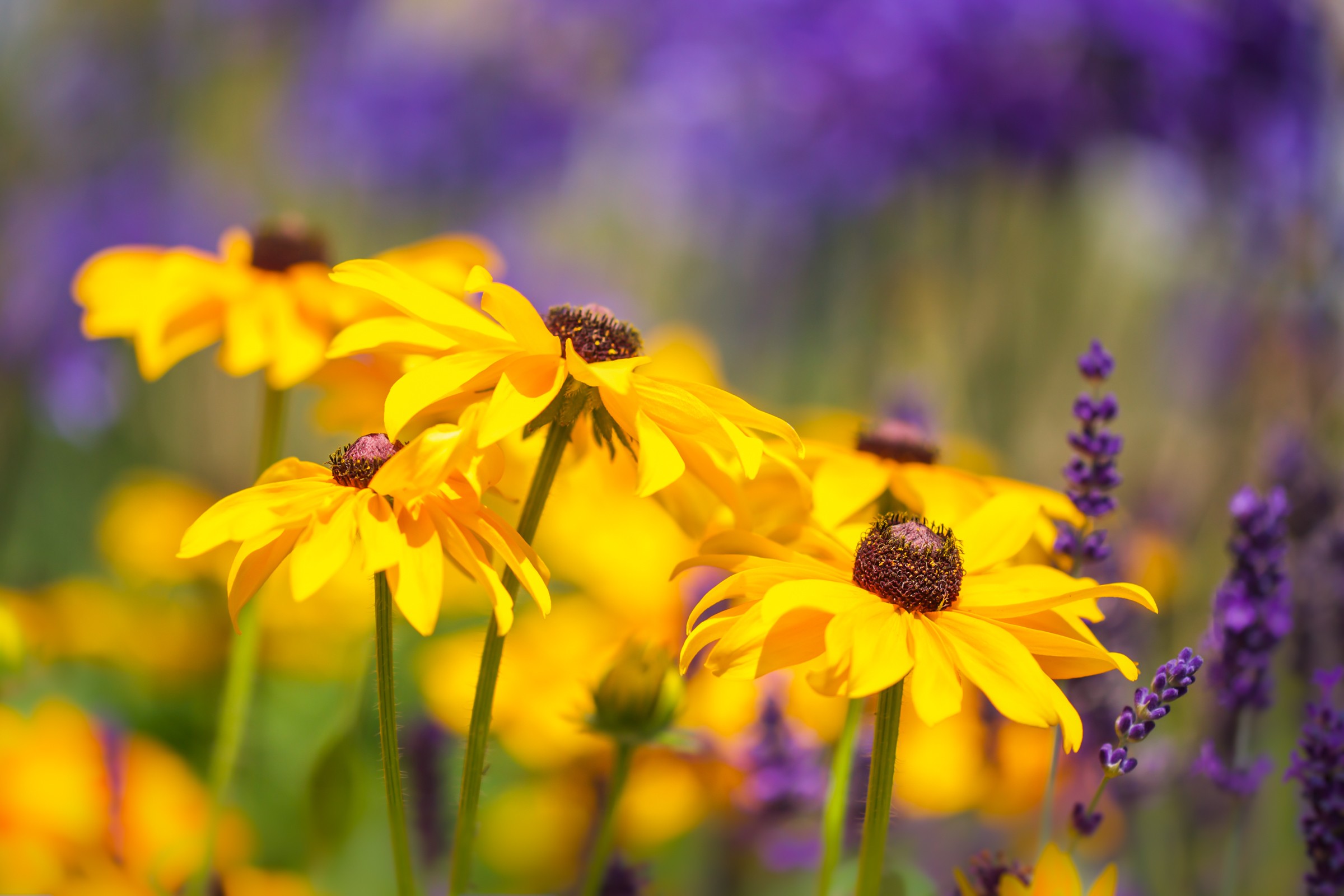 General 2400x1600 lavender yellow flowers flowers plants outdoors