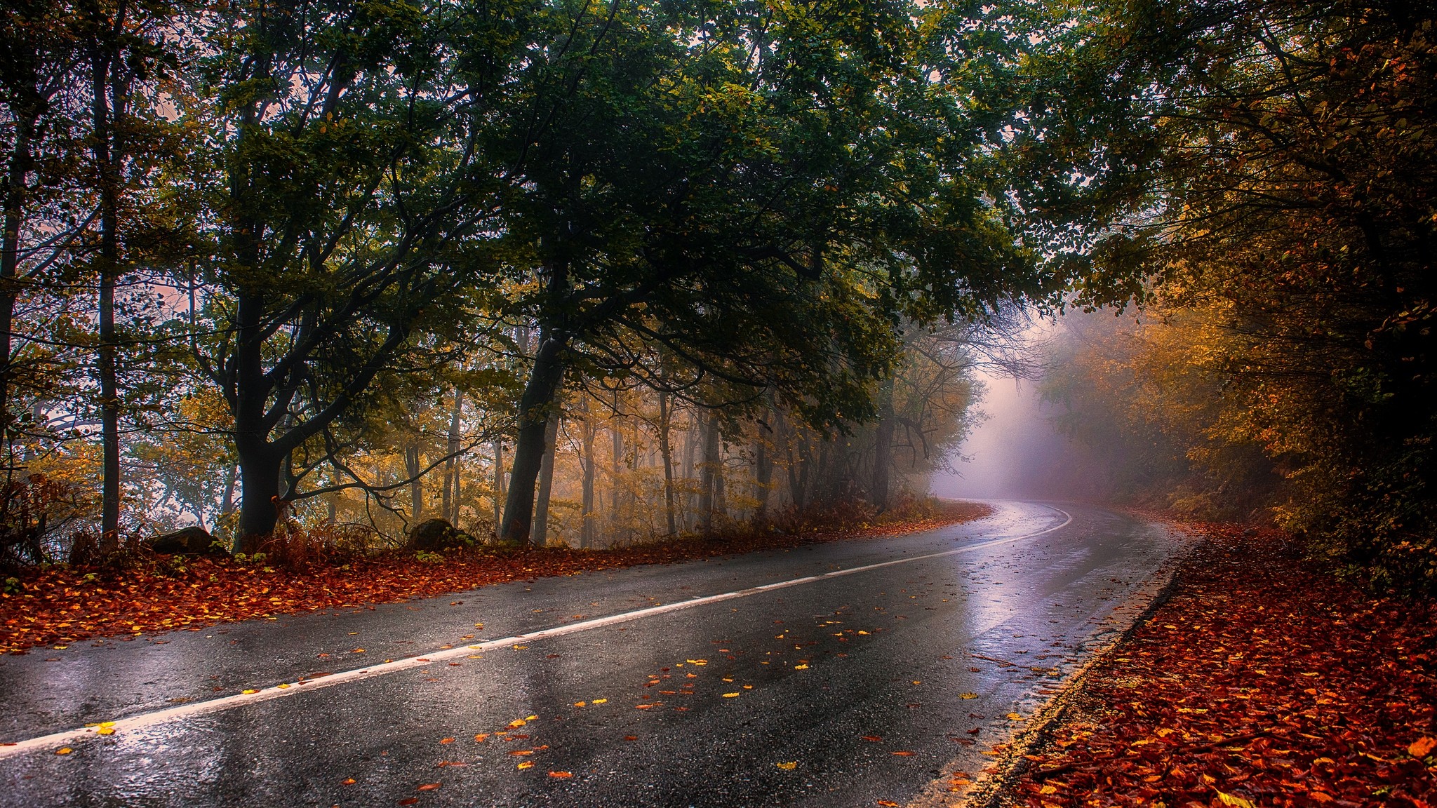 General 2048x1152 nature photography landscape wet fall road mist trees leaves asphalt forest Greece