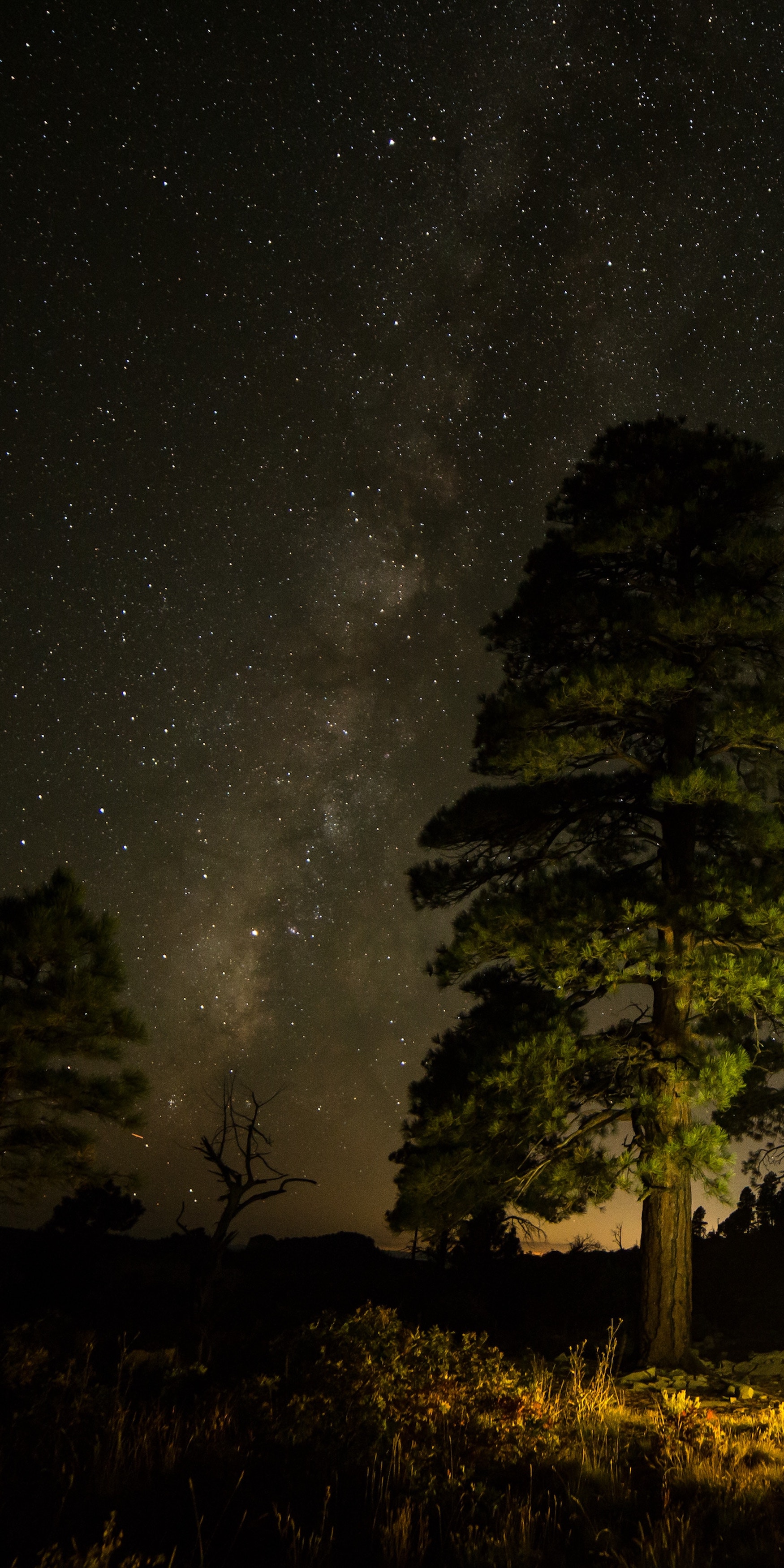 General 1750x3500 iPhone iOS iPad iPod vertical portrait display starscape pine trees Milky Way