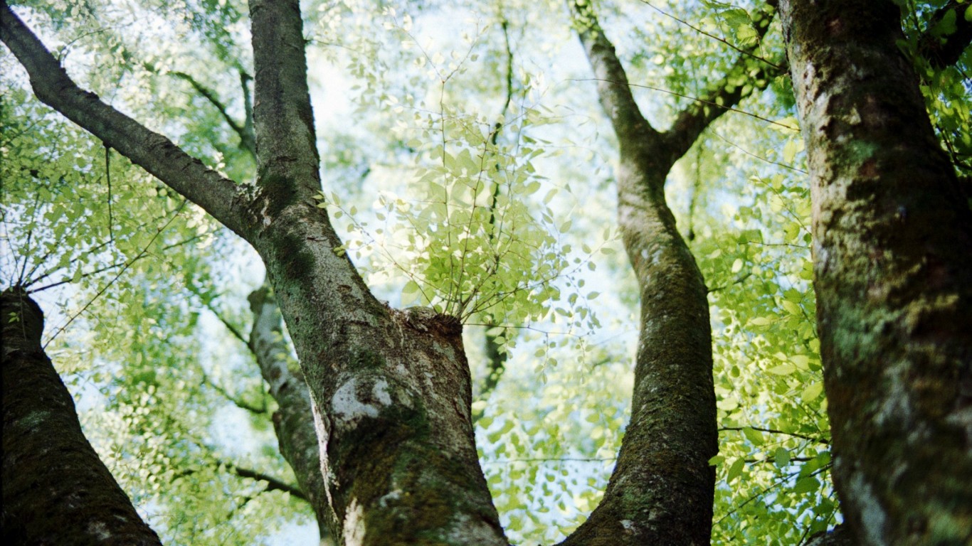 General 1366x768 tree trunk trees branch dappled sunlight nature plants