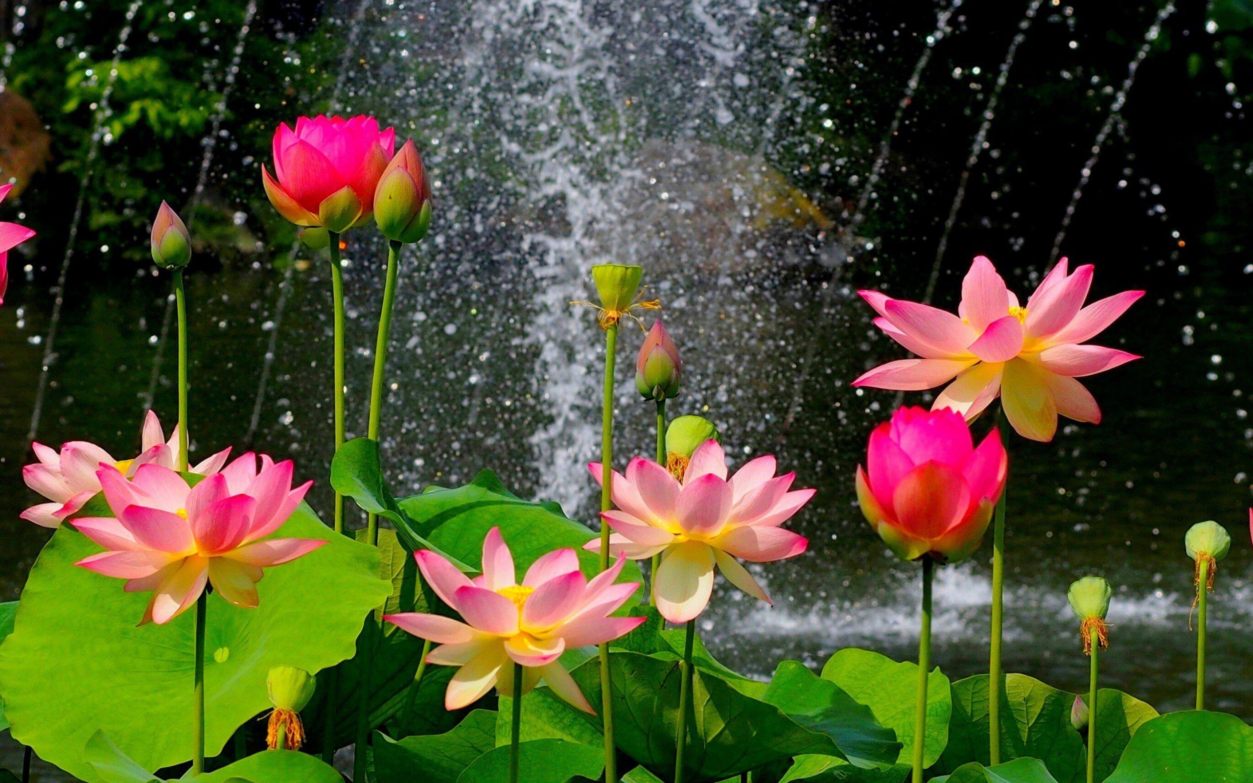 General 2560x1600 flowers water lilies pink flowers fountain plants garden