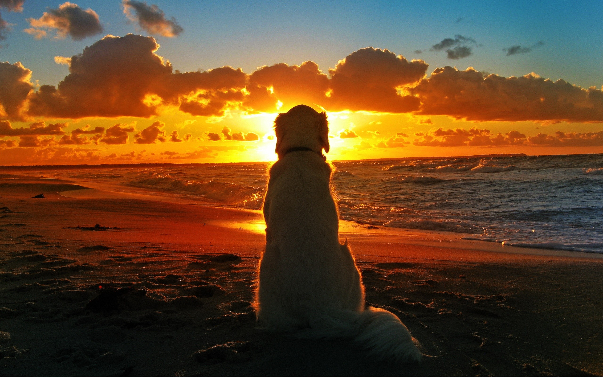 General 2560x1600 dog animals mammals sky Sun beach outdoors sunlight orange sky low light
