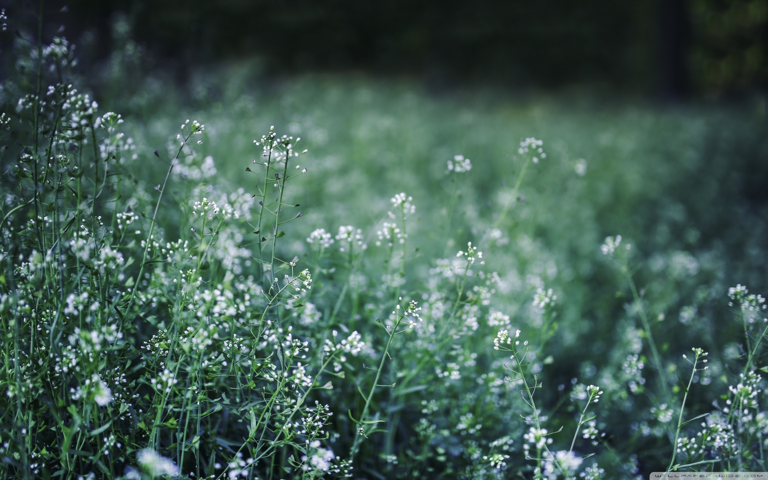General 2560x1600 nature photography plants flowers bokeh