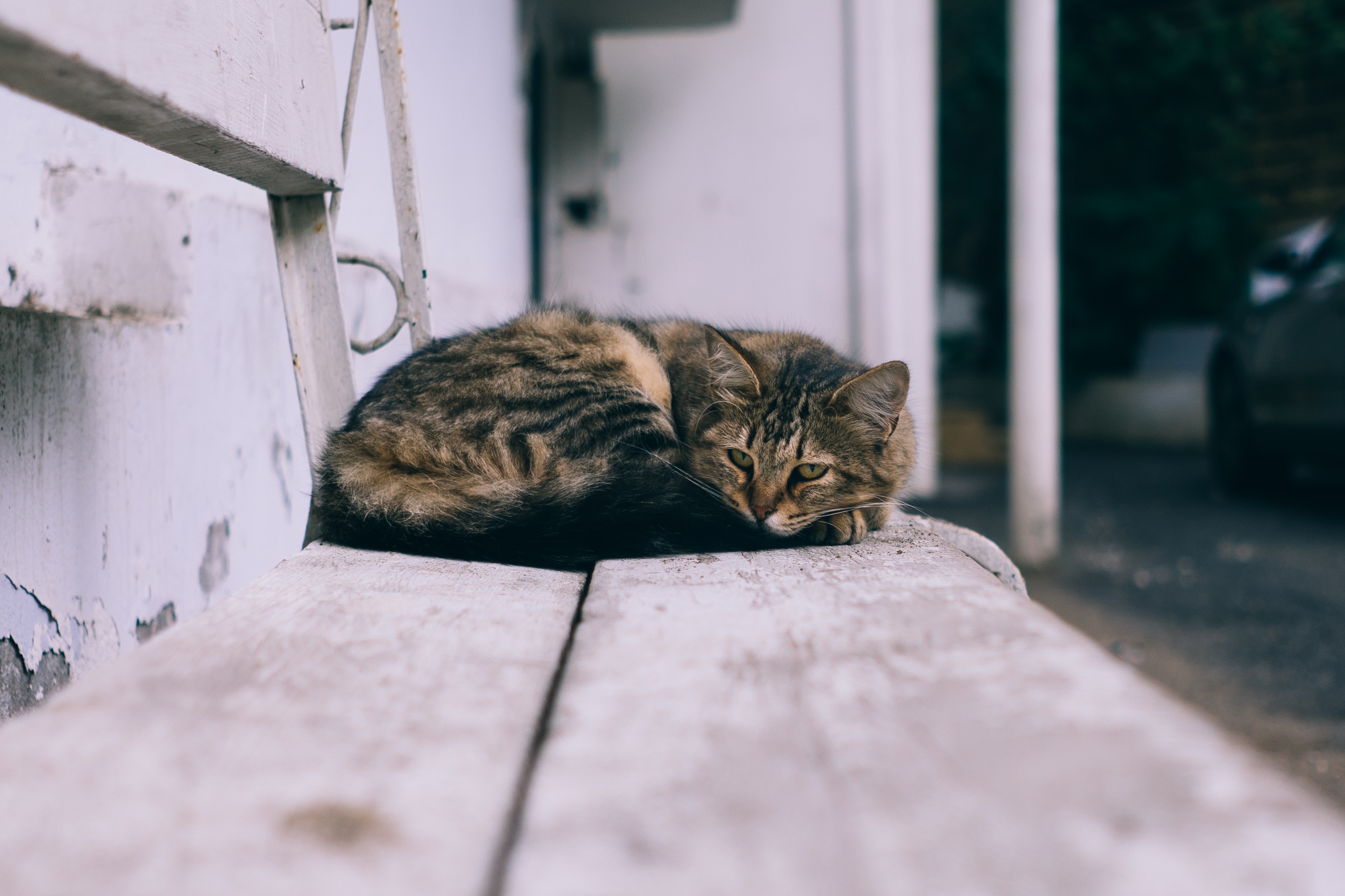 General 3183x2122 photography effects cats outdoors bench animals