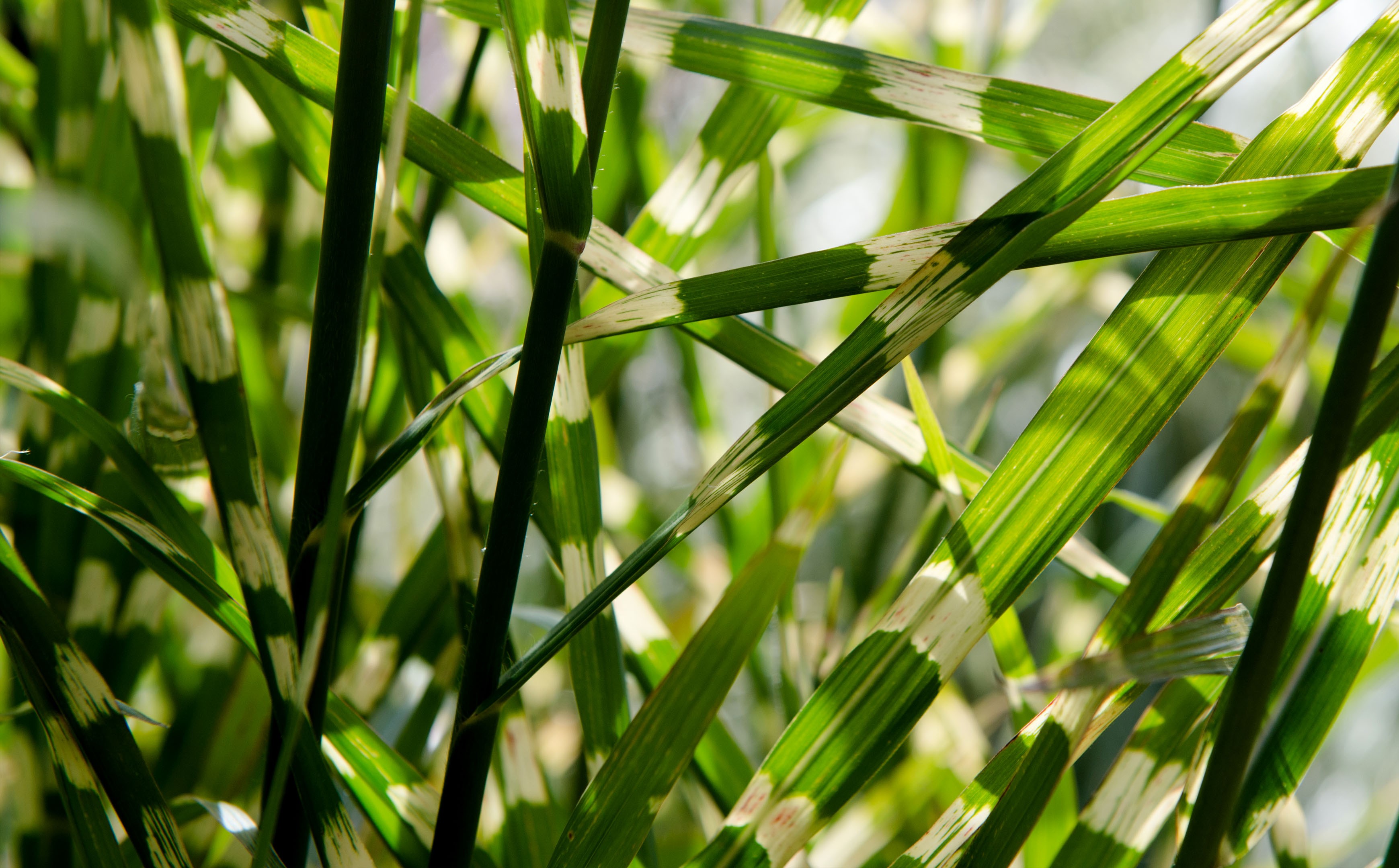 General 3480x2160 nature plants grass leaves reeds green macro dappled sunlight