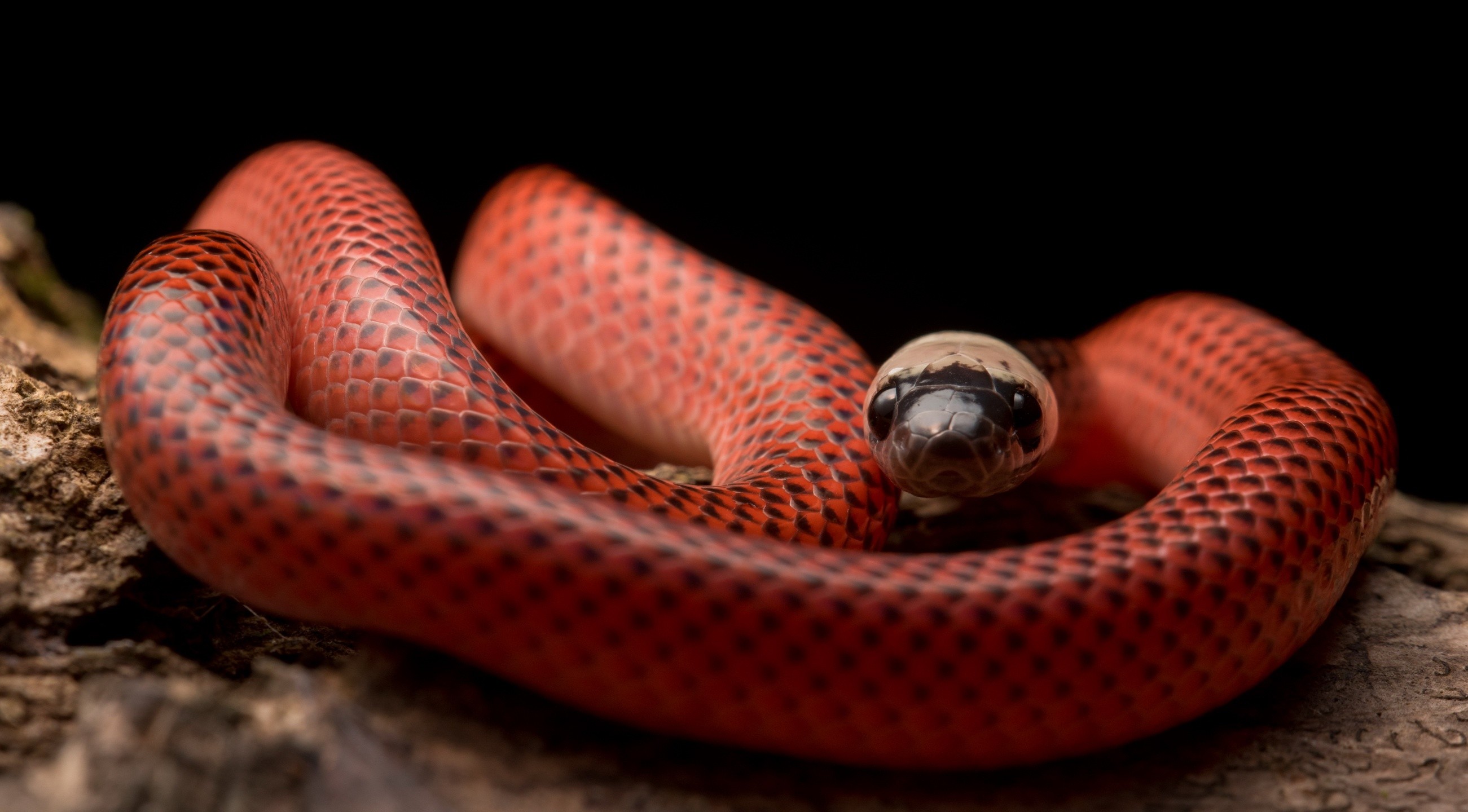 General 2602x1440 snake animals reptiles