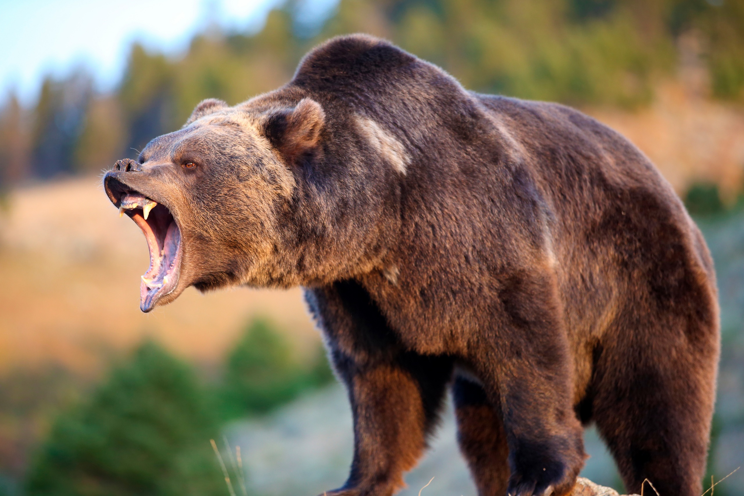 General 2560x1707 wildlife animals bears grizzly bear