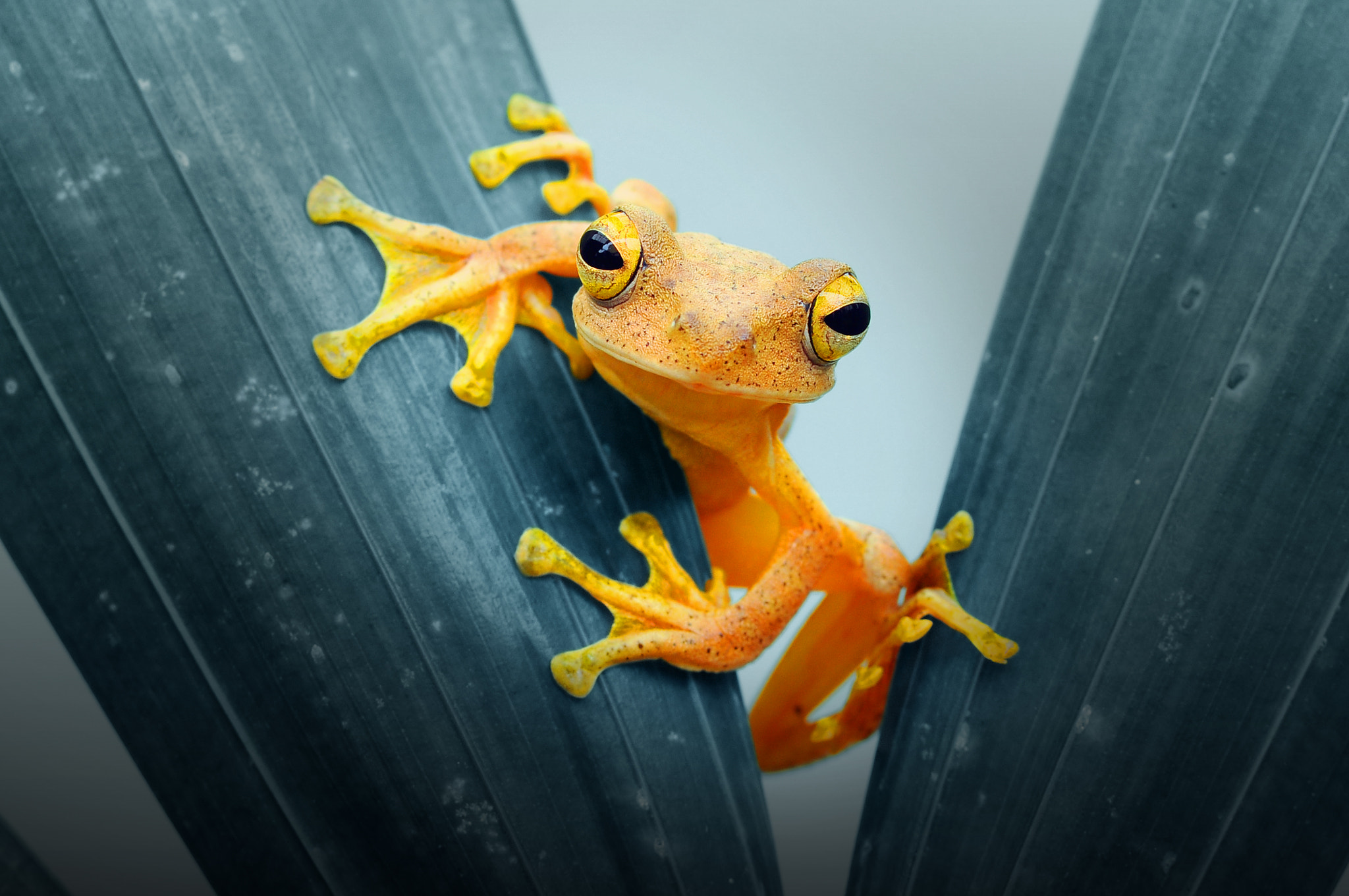 General 2048x1360 animals frog leaves plants closeup nature