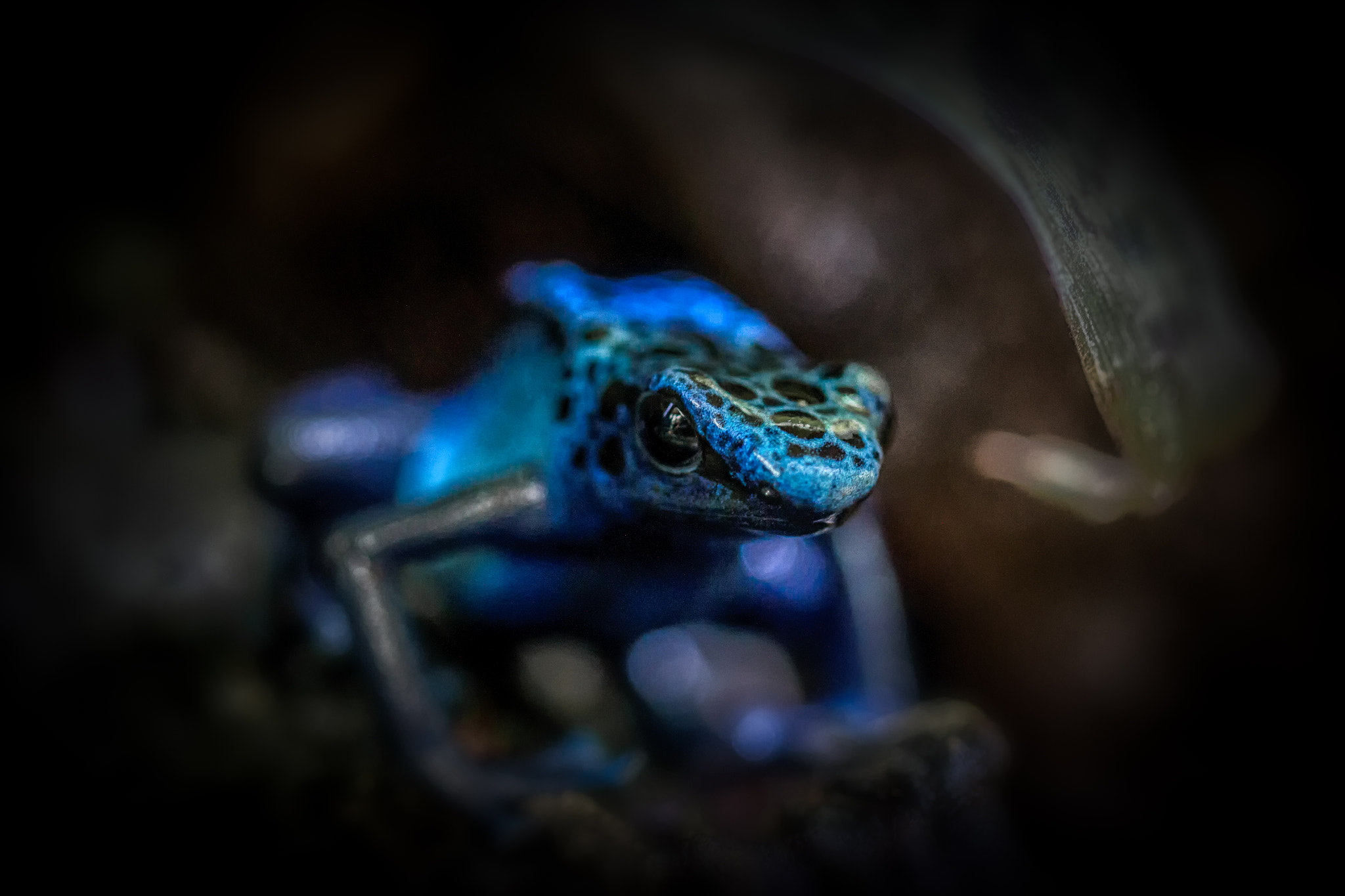 General 2048x1365 animals poison dart frogs blue depth of field closeup frog amphibian cyan vignette