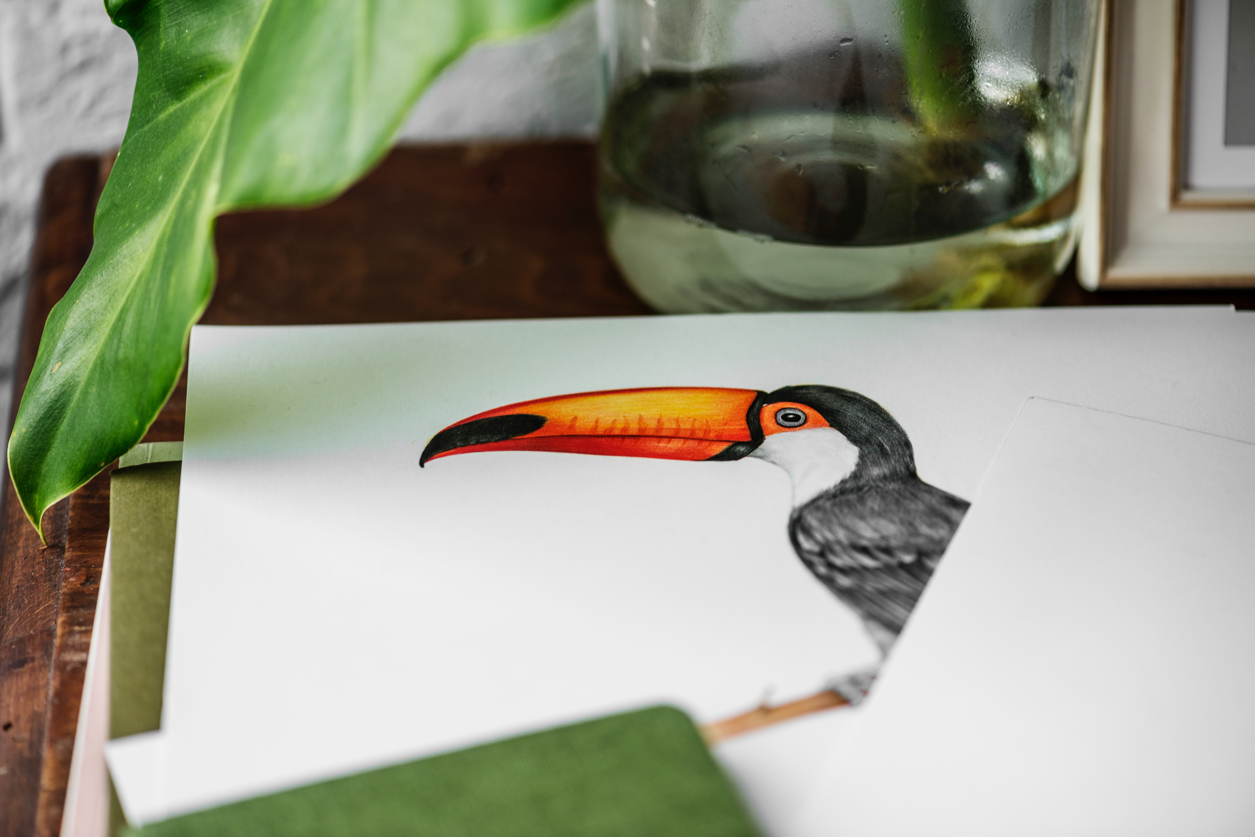 General 5000x3337 toucans drawing leaves