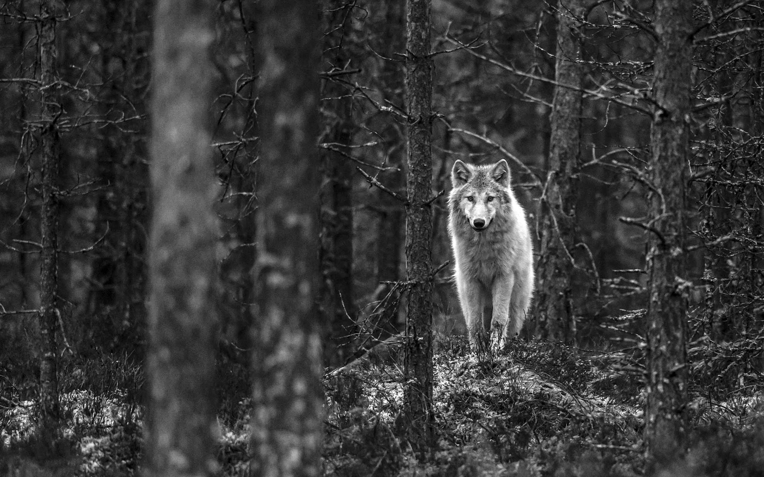 General 2560x1600 wolf Finland monochrome