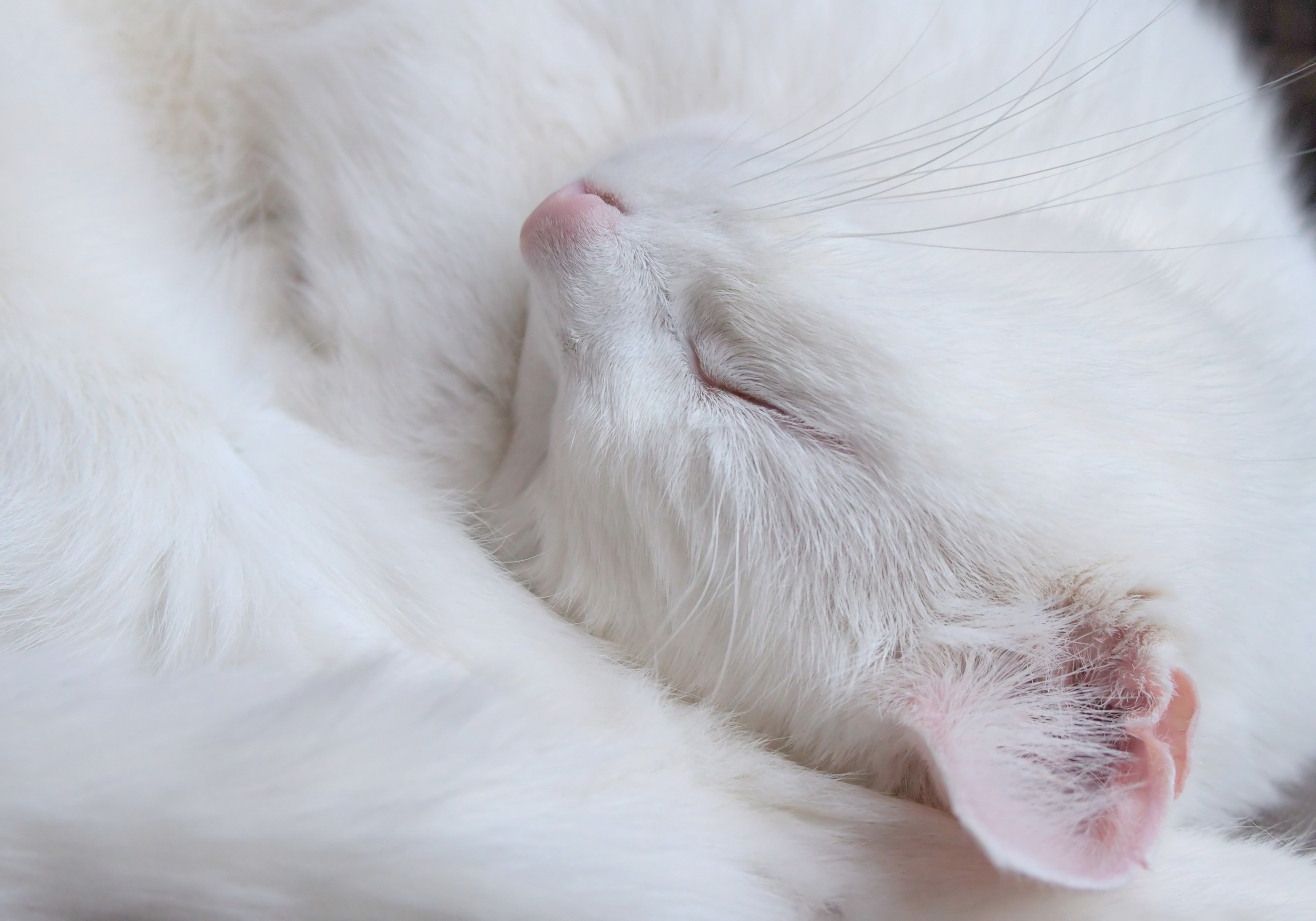 General 2560x1792 sleeping cats animals white feline mammals closeup