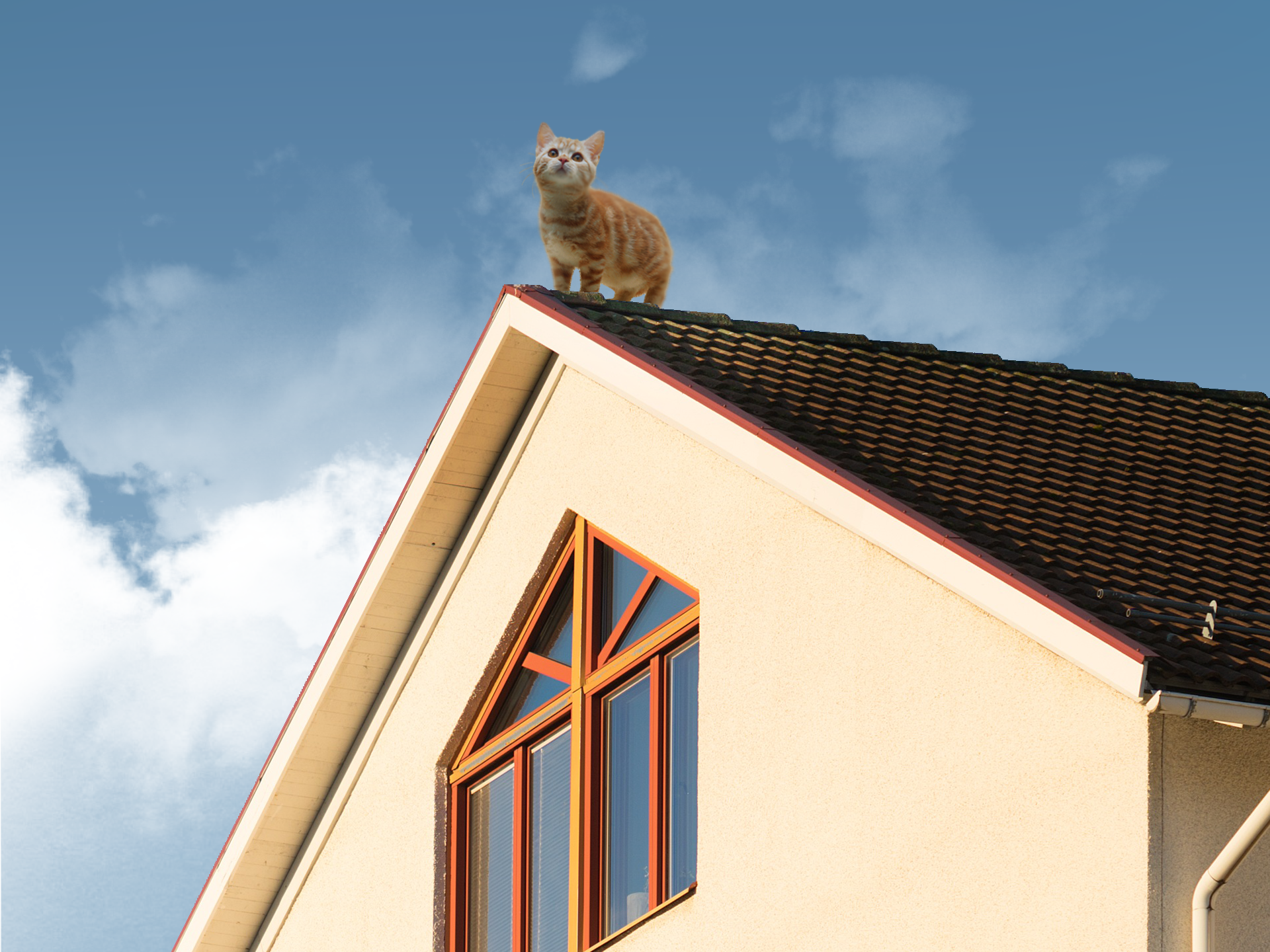 General 1920x1440 cats rooftops sky house clouds pussy peek
