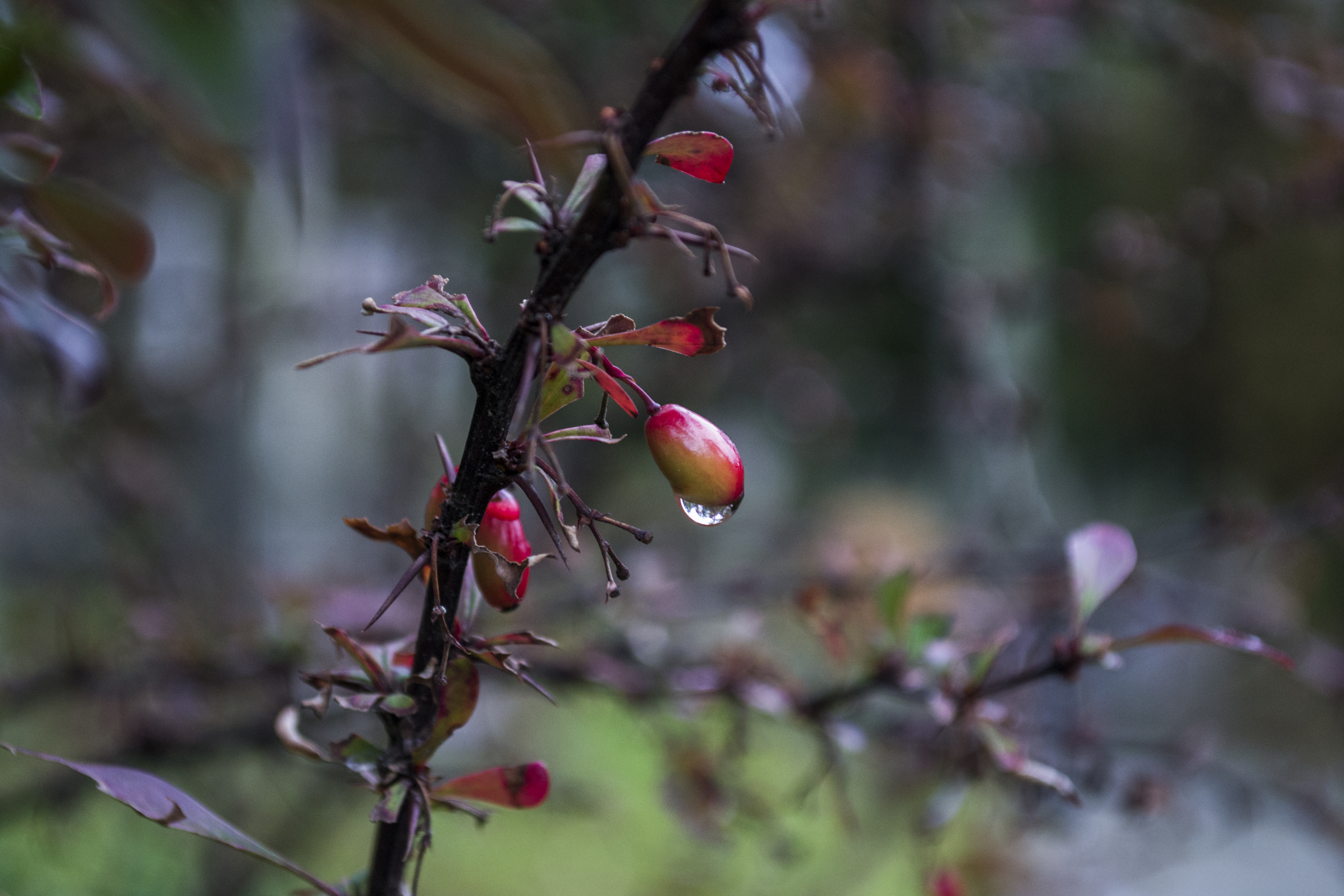 General 4608x3072 plants berries outdoors water drops closeup macro
