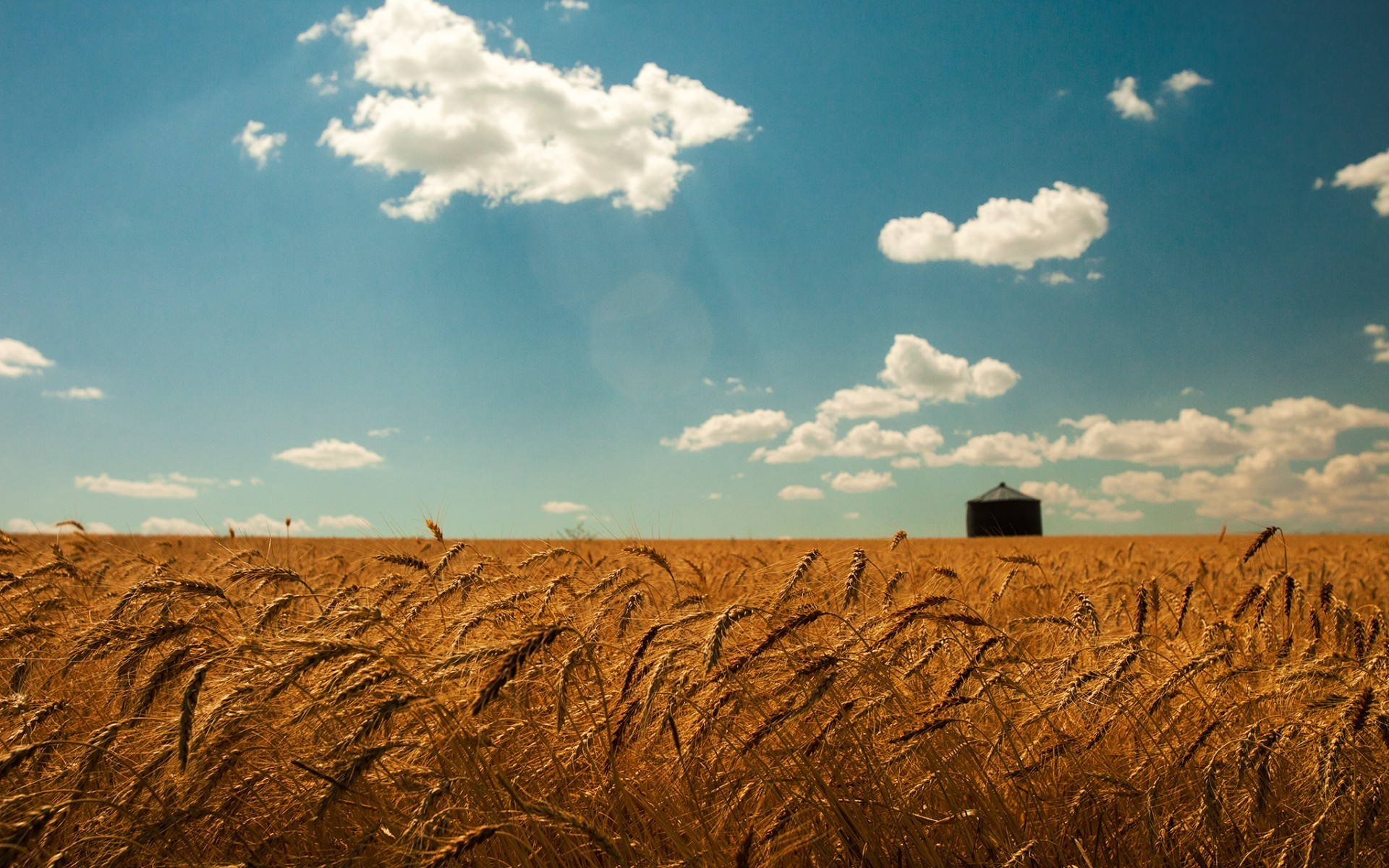 General 1920x1200 field sky summer landscape wheat Agro (Plants) plants