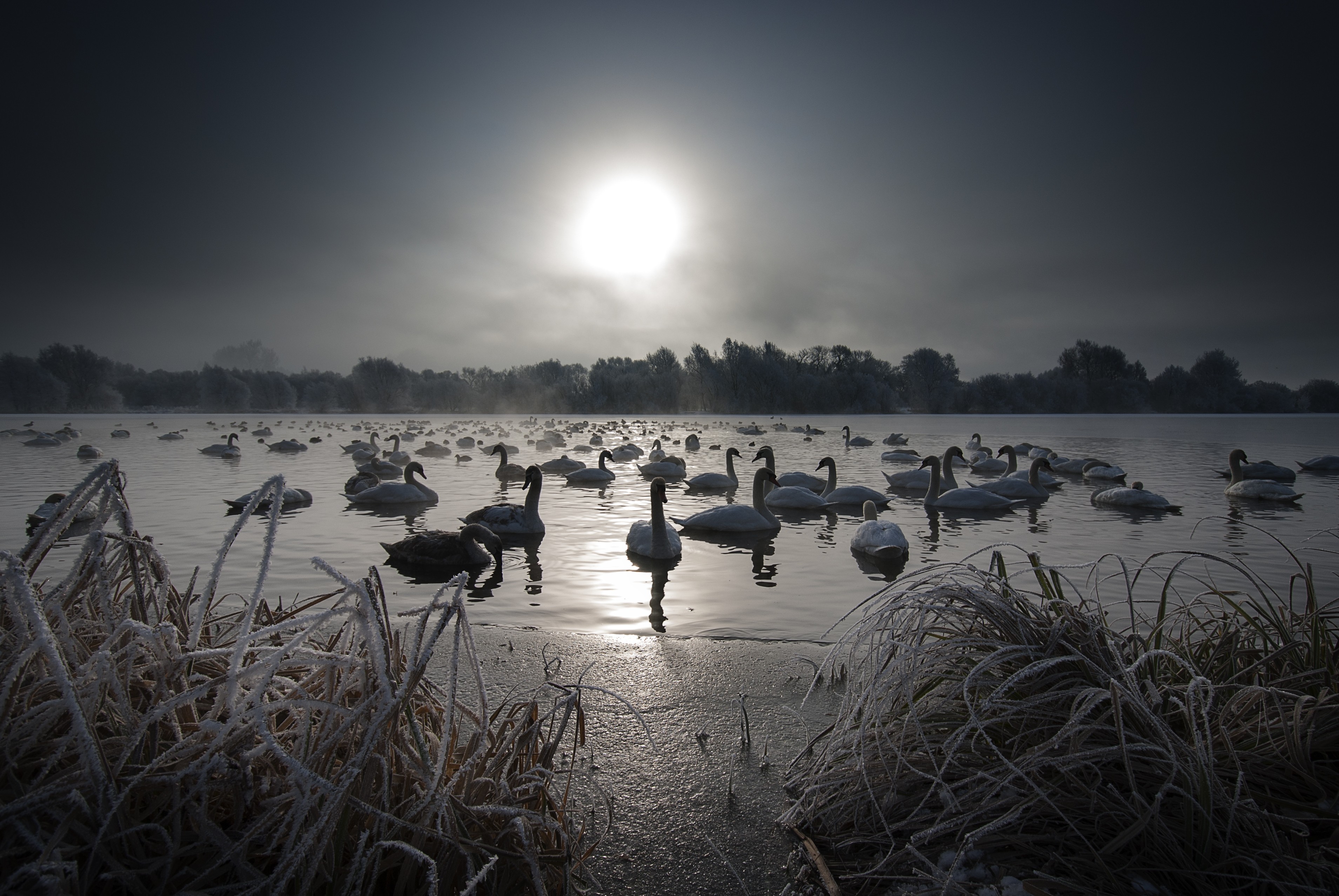 General 3817x2555 landscape swans nature animals birds winter cold frost ice water