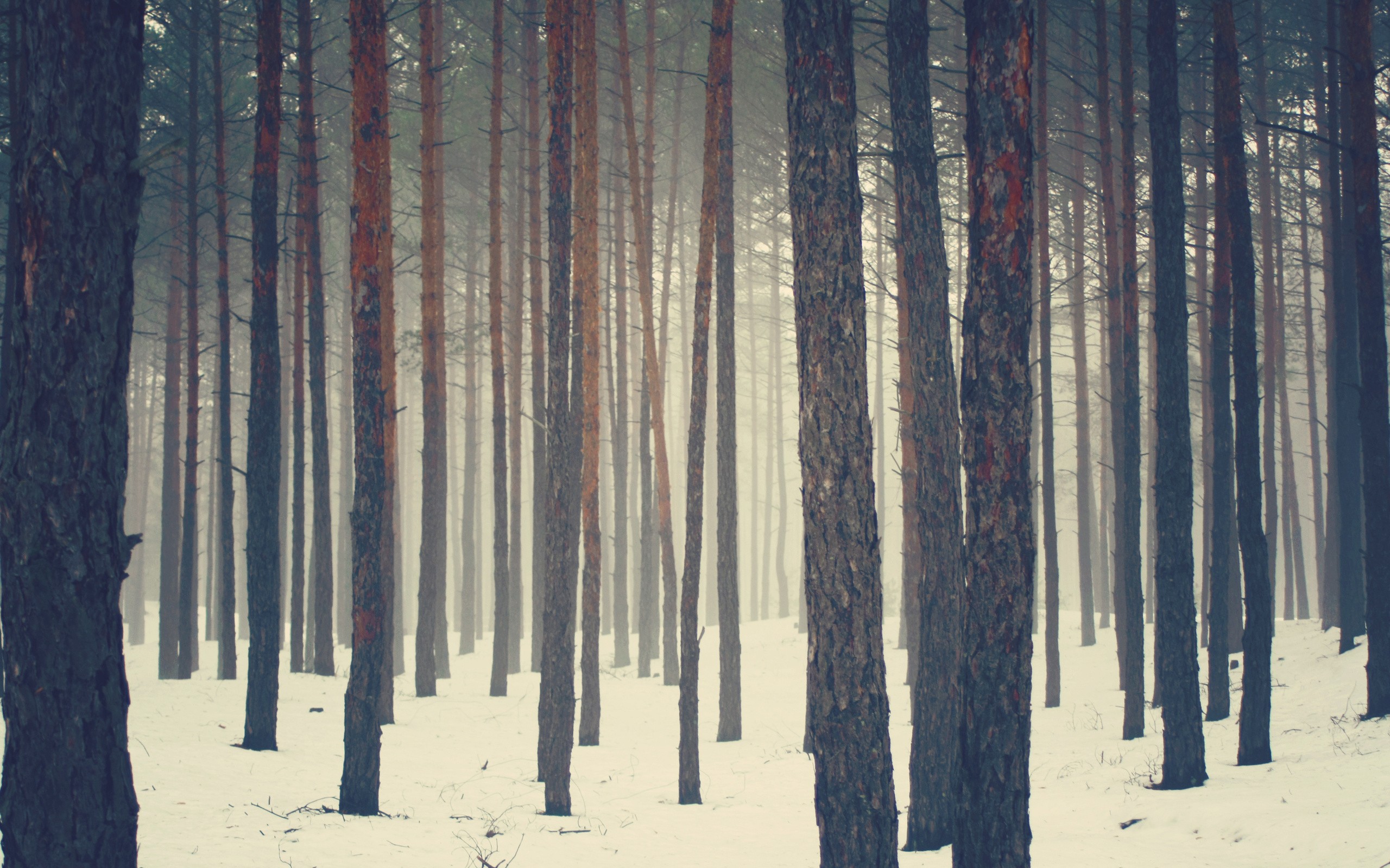 General 2560x1600 nature trees forest snow winter mist pine trees cold outdoors