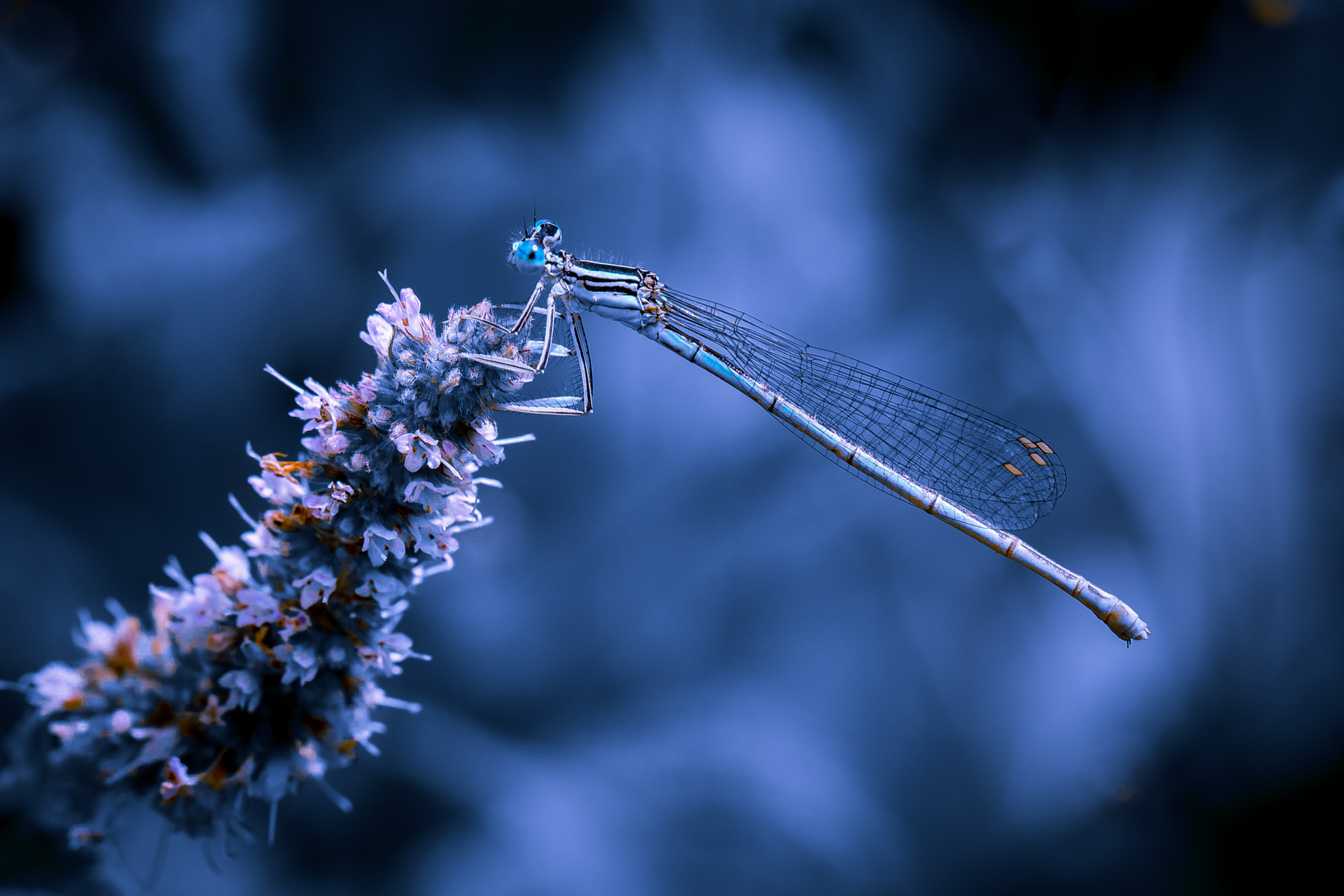 General 2048x1366 nature white flowers dragonflies