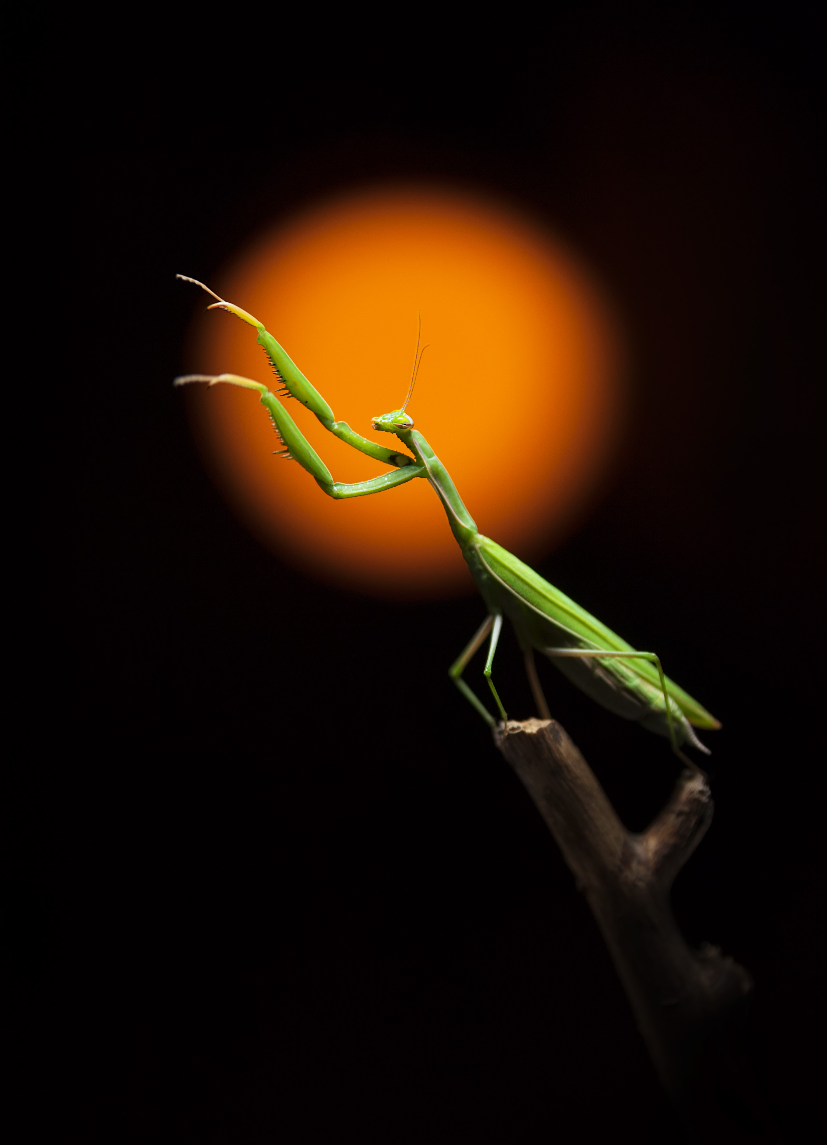 General 2832x3920 macro insect animals Praying Mantis